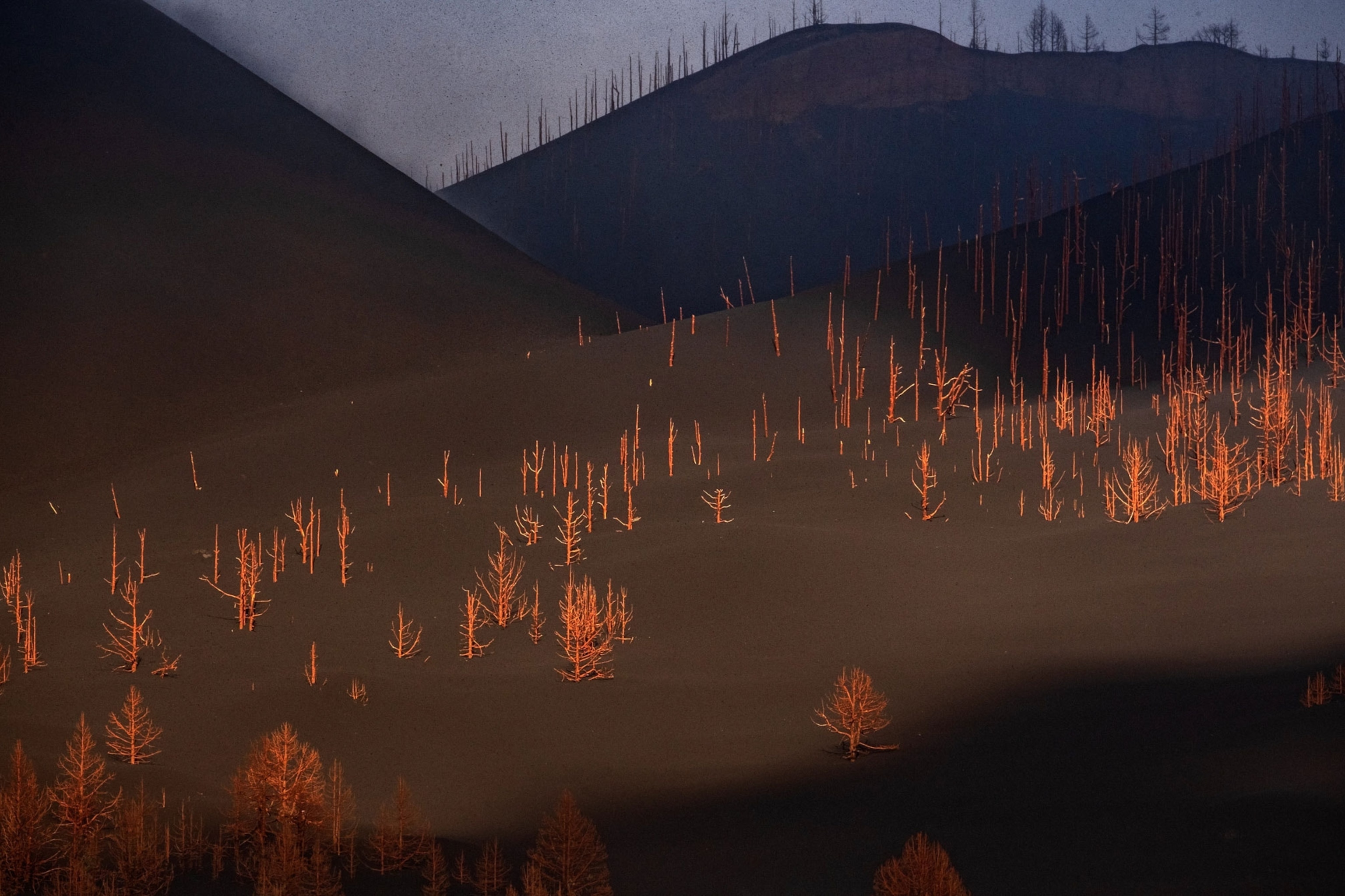 A view of skirt of Cumbre Vieja (Old Summit) volcano from Las Manchas village with burned pine trees because the acid rain and SO2.