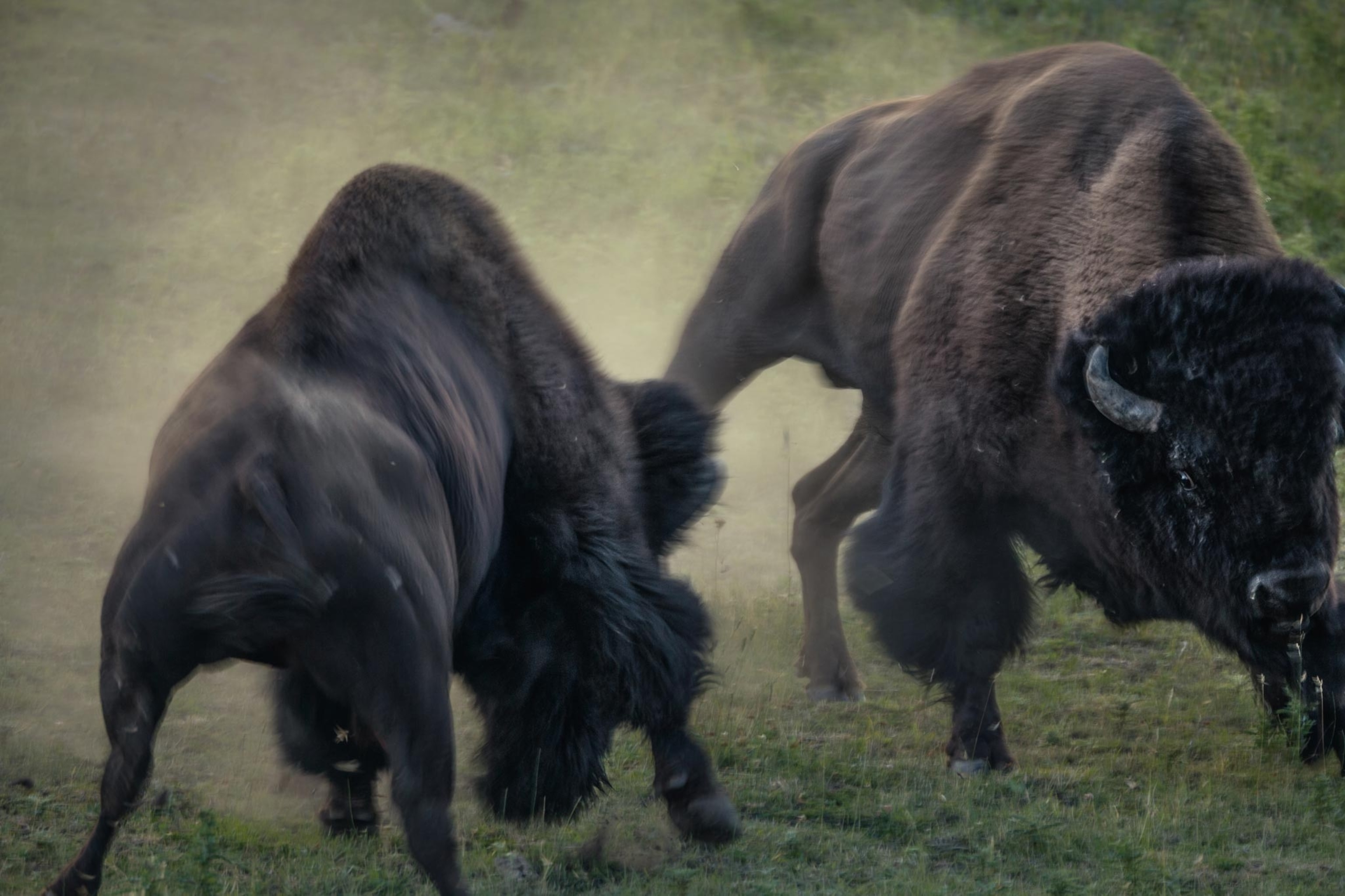 two rutting bison in Yellowstone's Lamar Valley