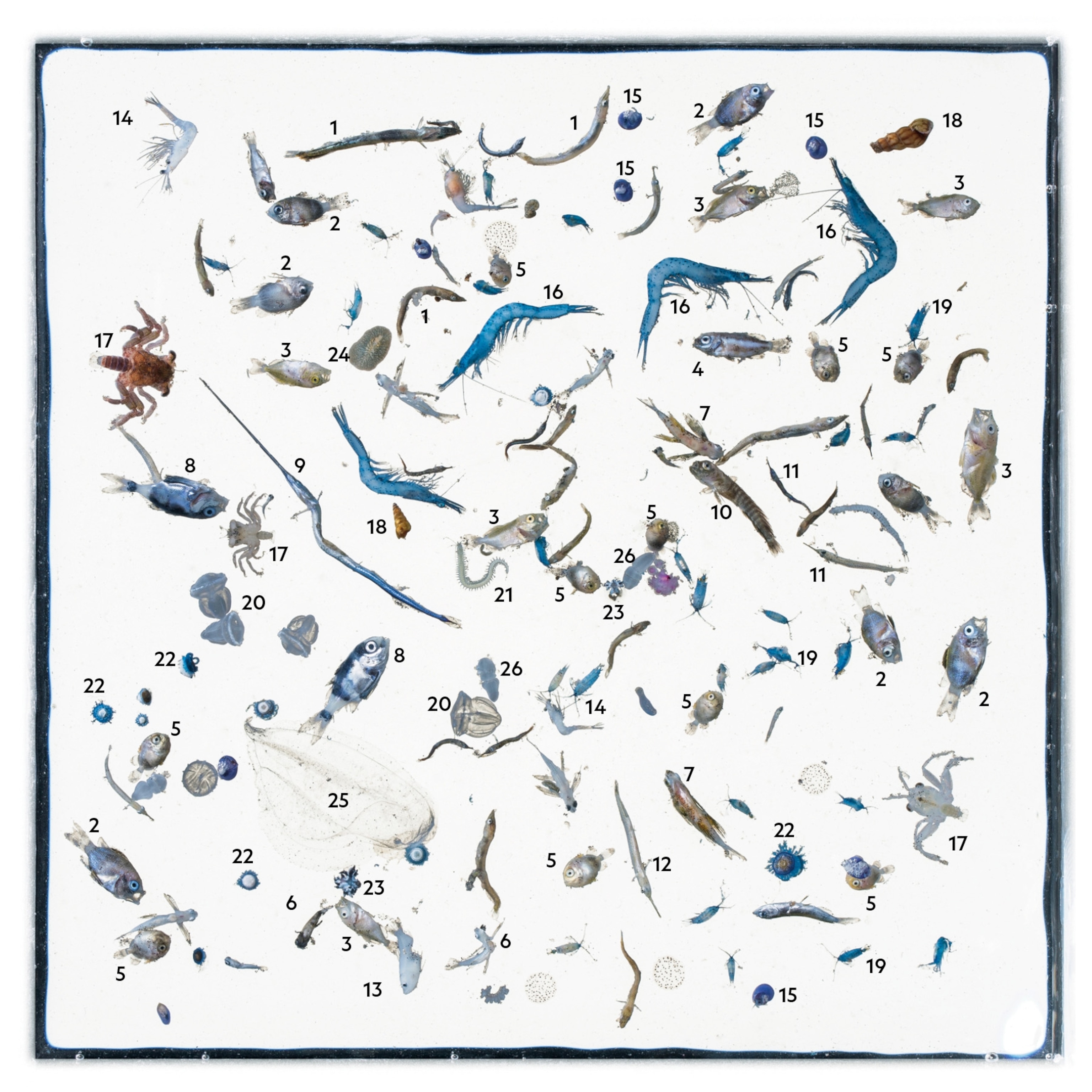 marine plastic debris on a white background