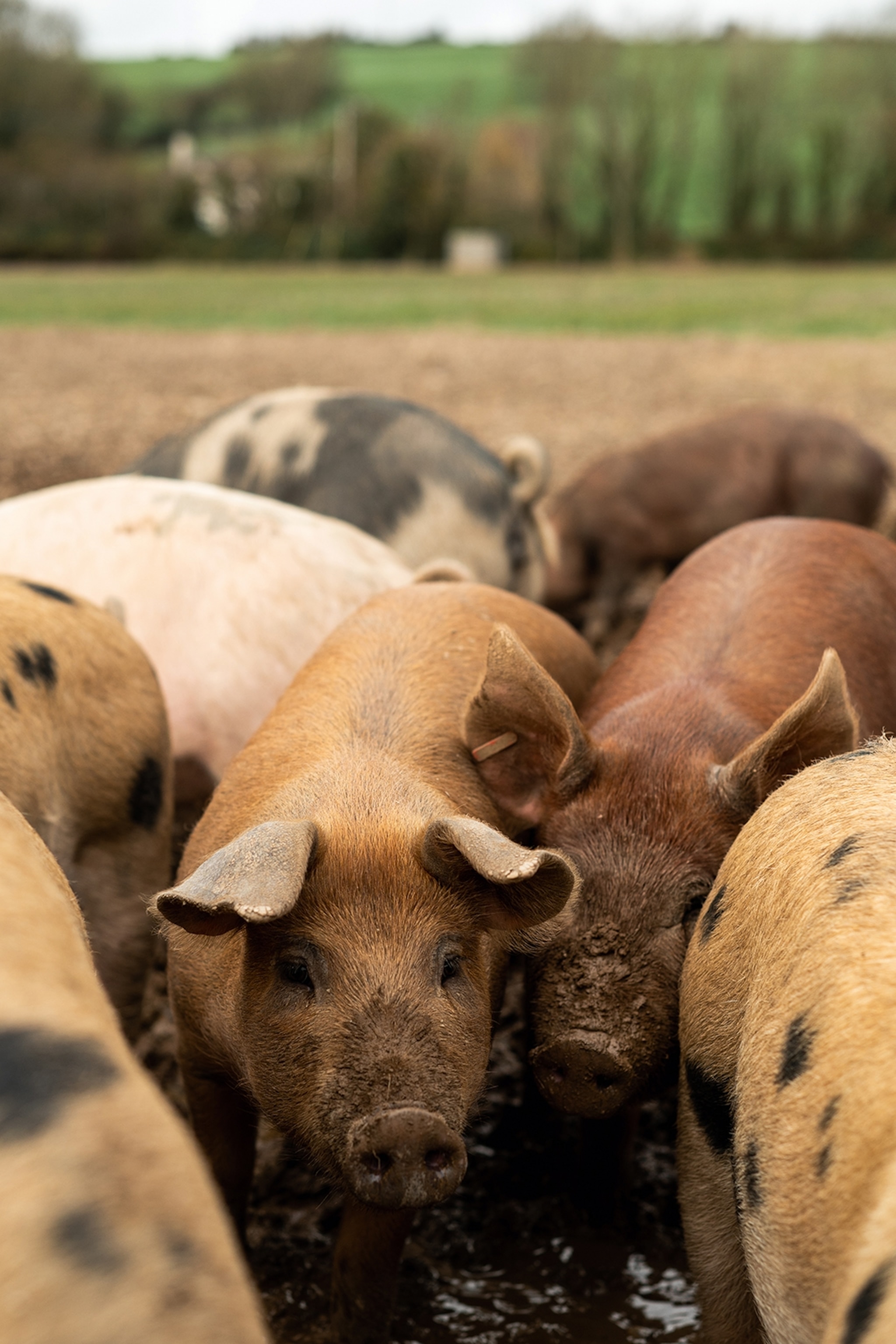 Pigs at Ballymaloe House Hotel's farm.
