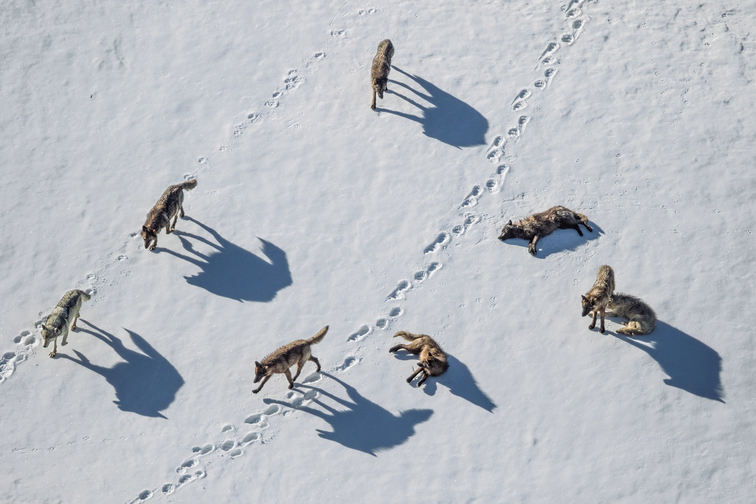 The Mollie's wolf pack investigates grizzly bear tracks in Yellowstone's Pelican Valley. Wyoming