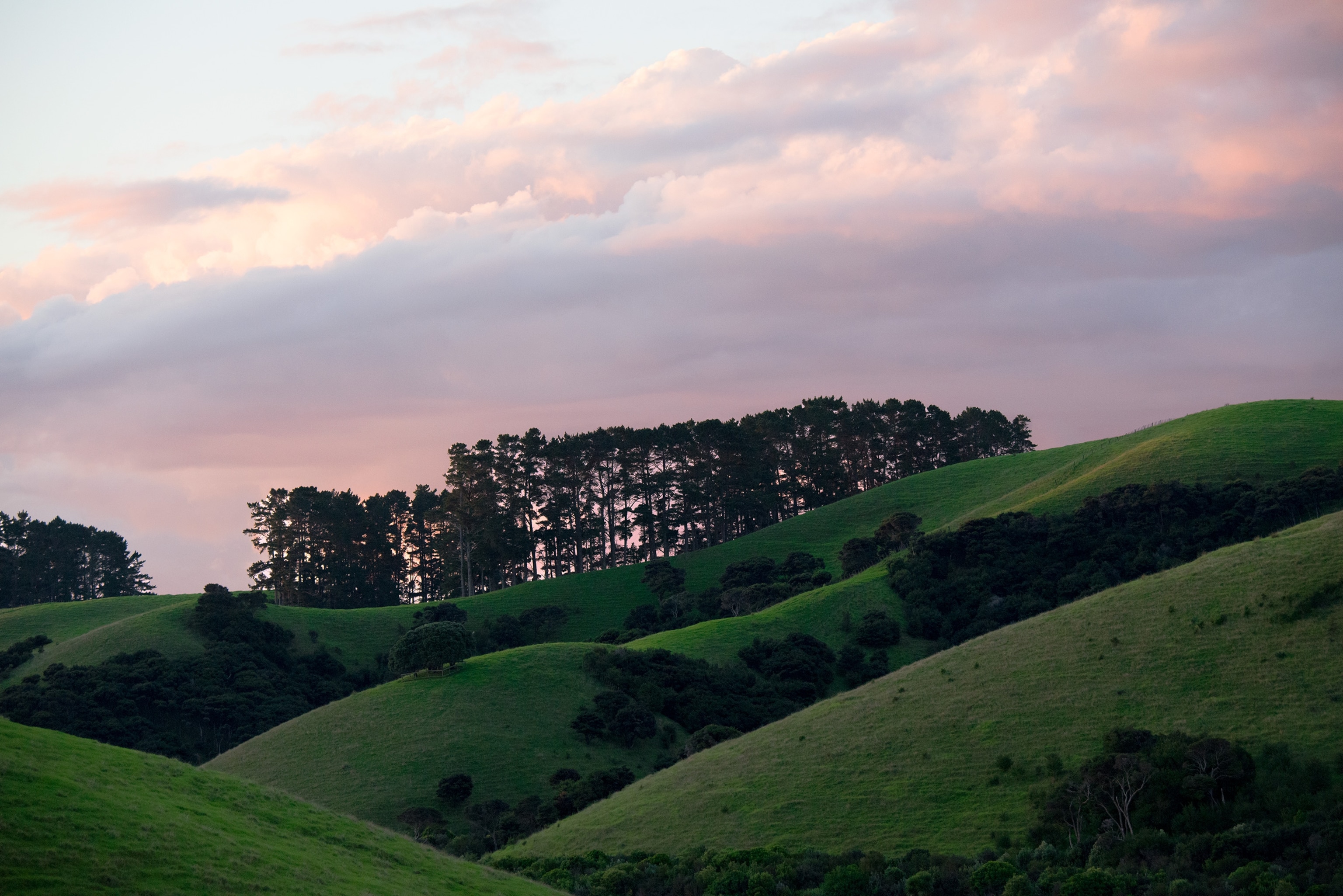 rolling hills on New Zealand's Bay of Islands