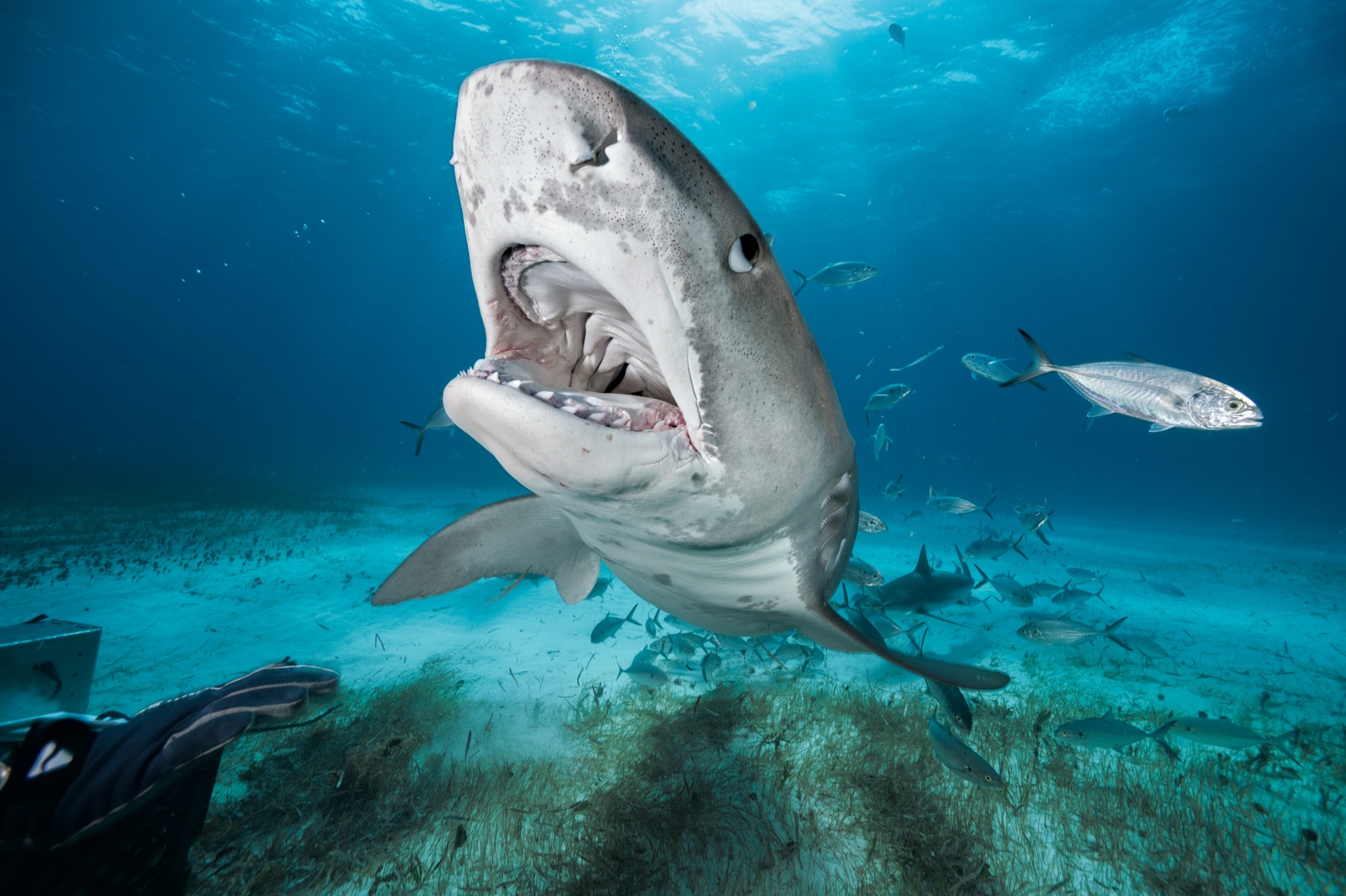 Picture of a tiger shark with its jaws open, swimming toward the camera.