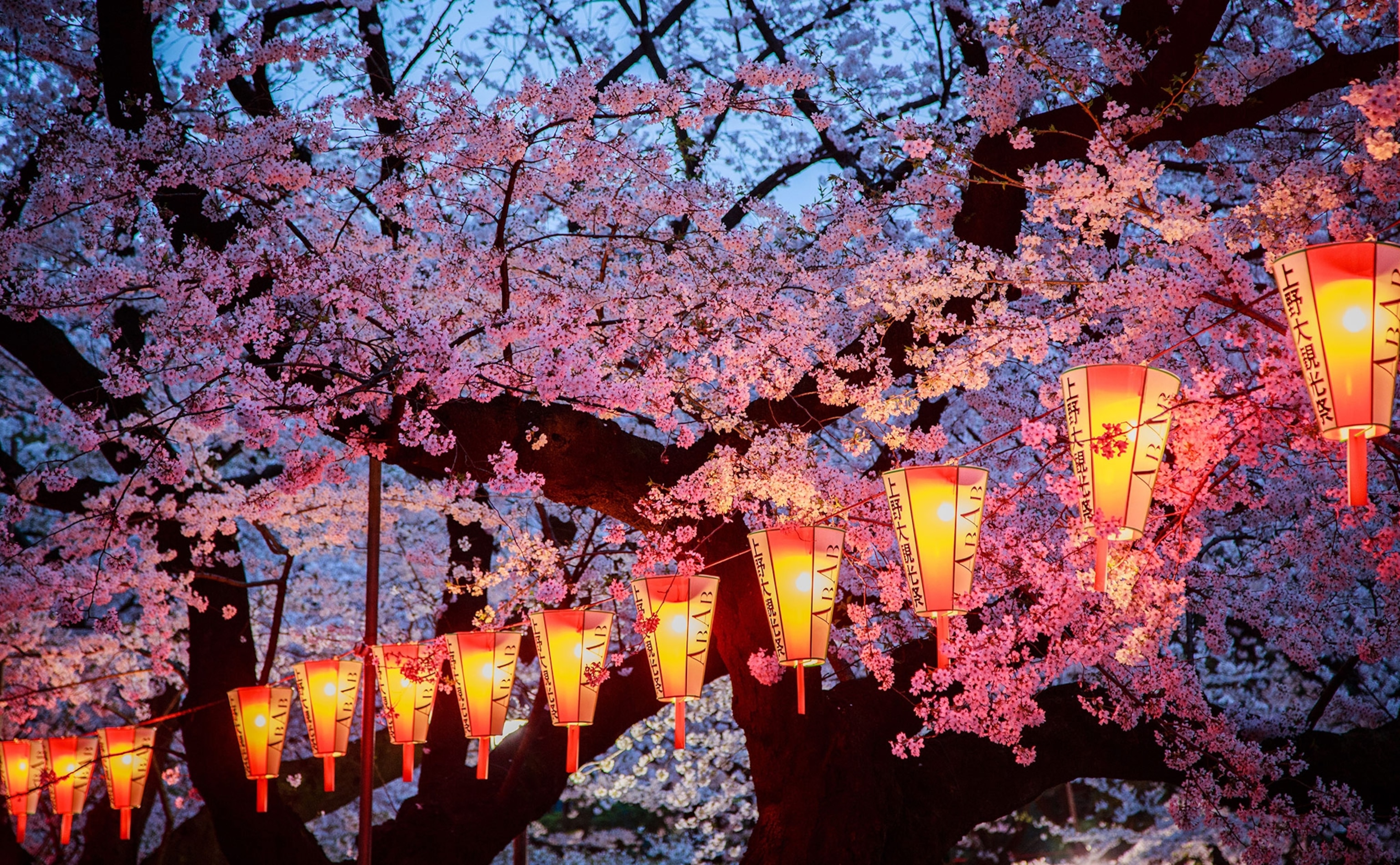 A line of lanterns lead through a grove of cherry blossoms