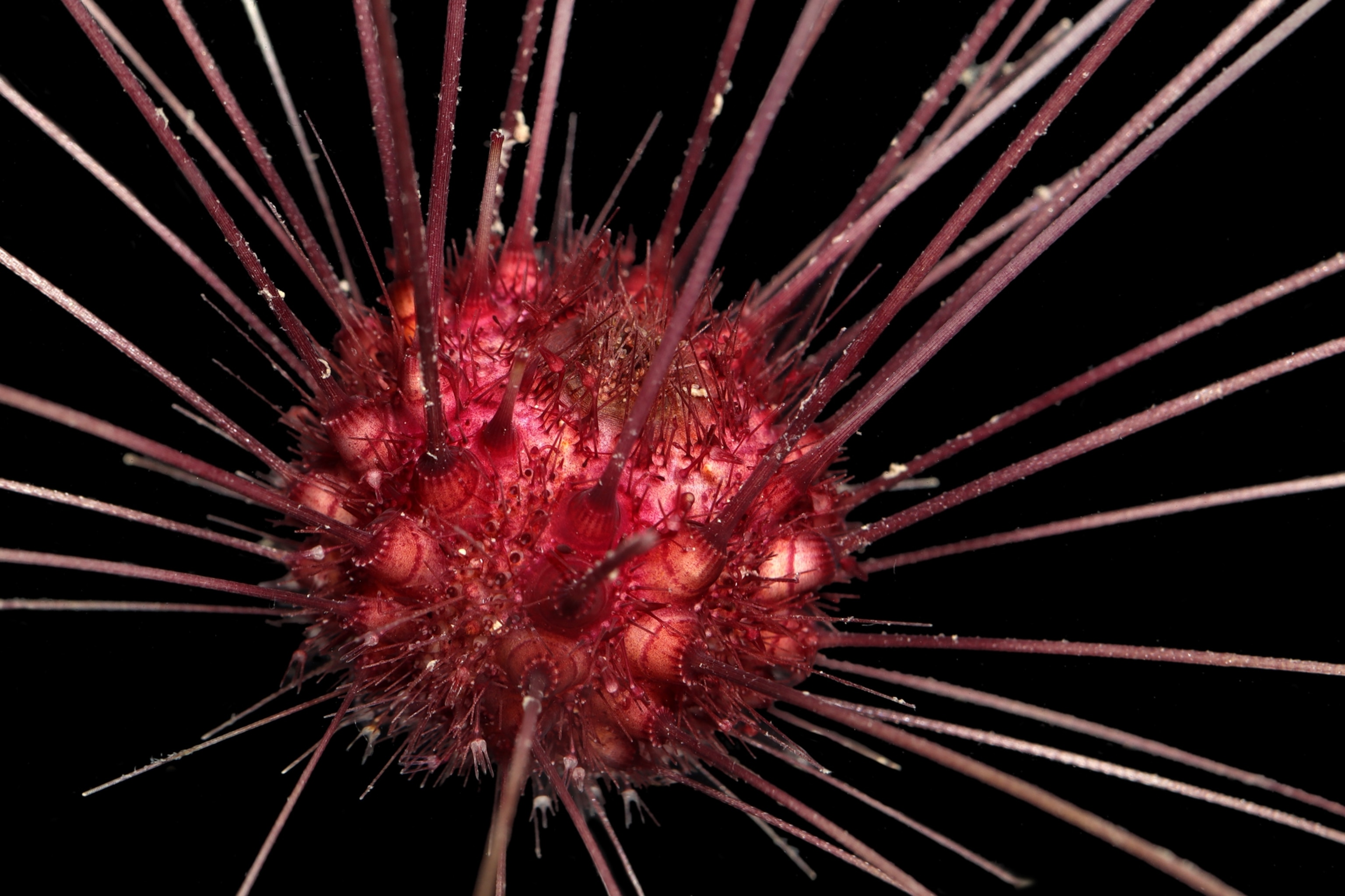 A close up view of the red body and spikes of an abyssal sea urchin.