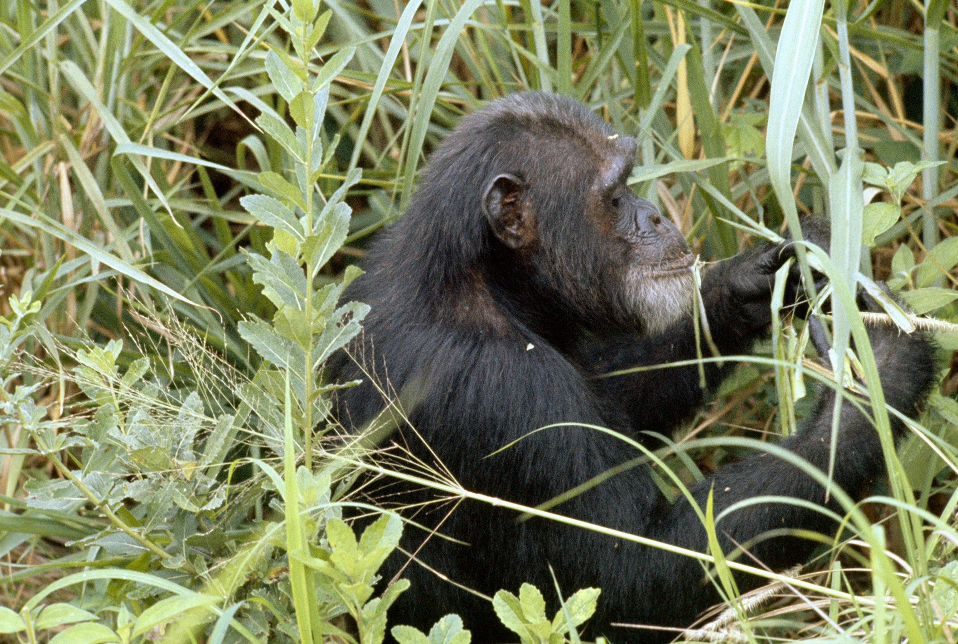 a chimpanzee eating grass