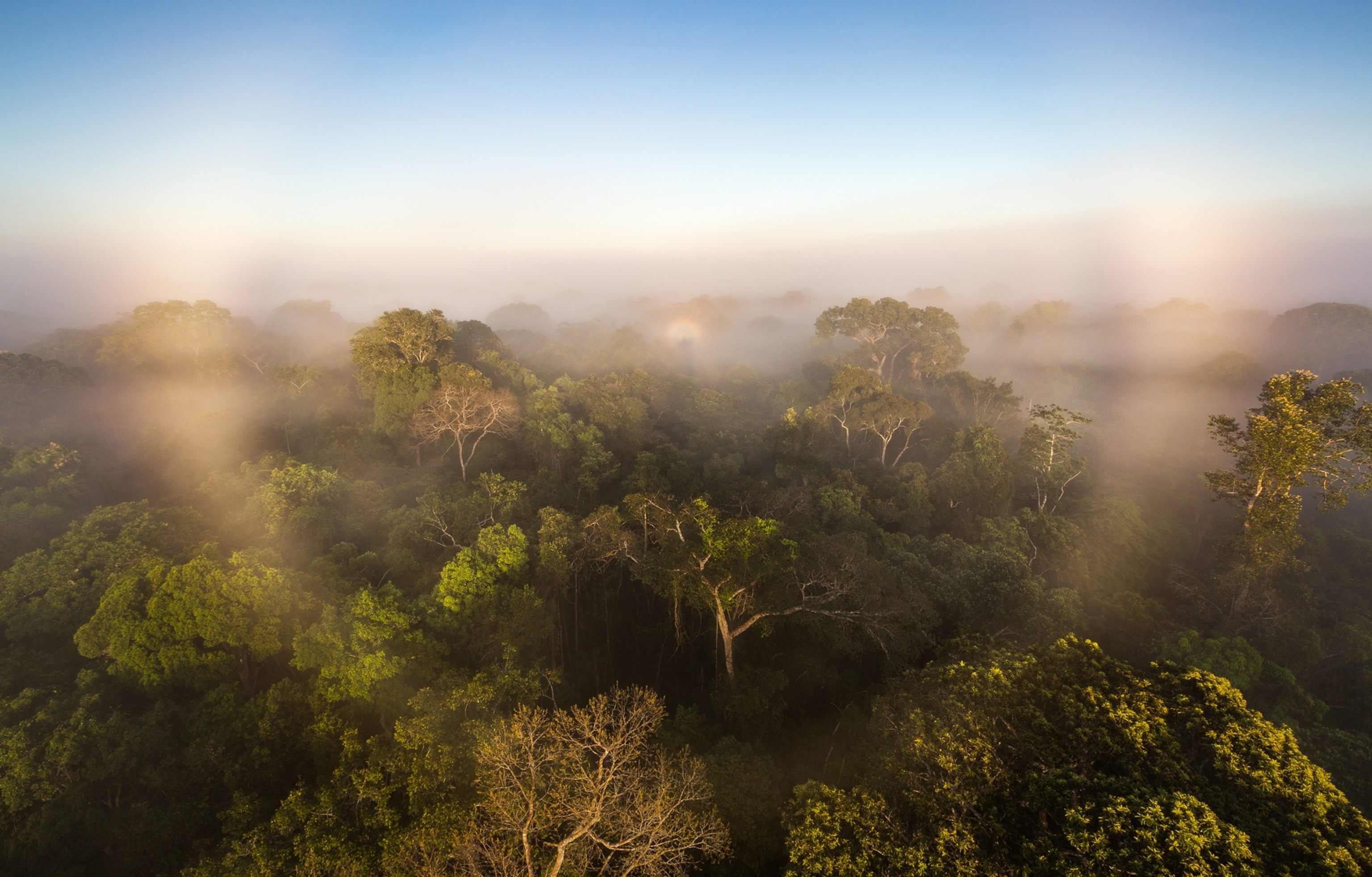 sunrise creating a halo in the early morning mist over the amazon rainforest canopy