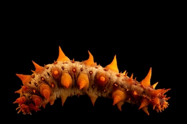 A secucumber with bright orange papillae and deep red the encircle the spike like appendages.