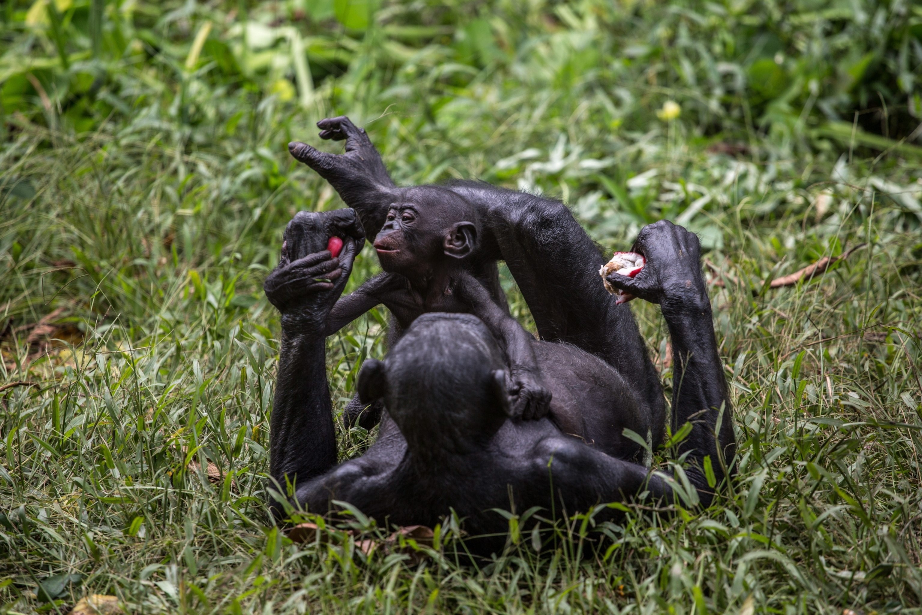 A female bonobo lays on her back as she feeds fruit to her baby, who is sitting on the mom's chest.