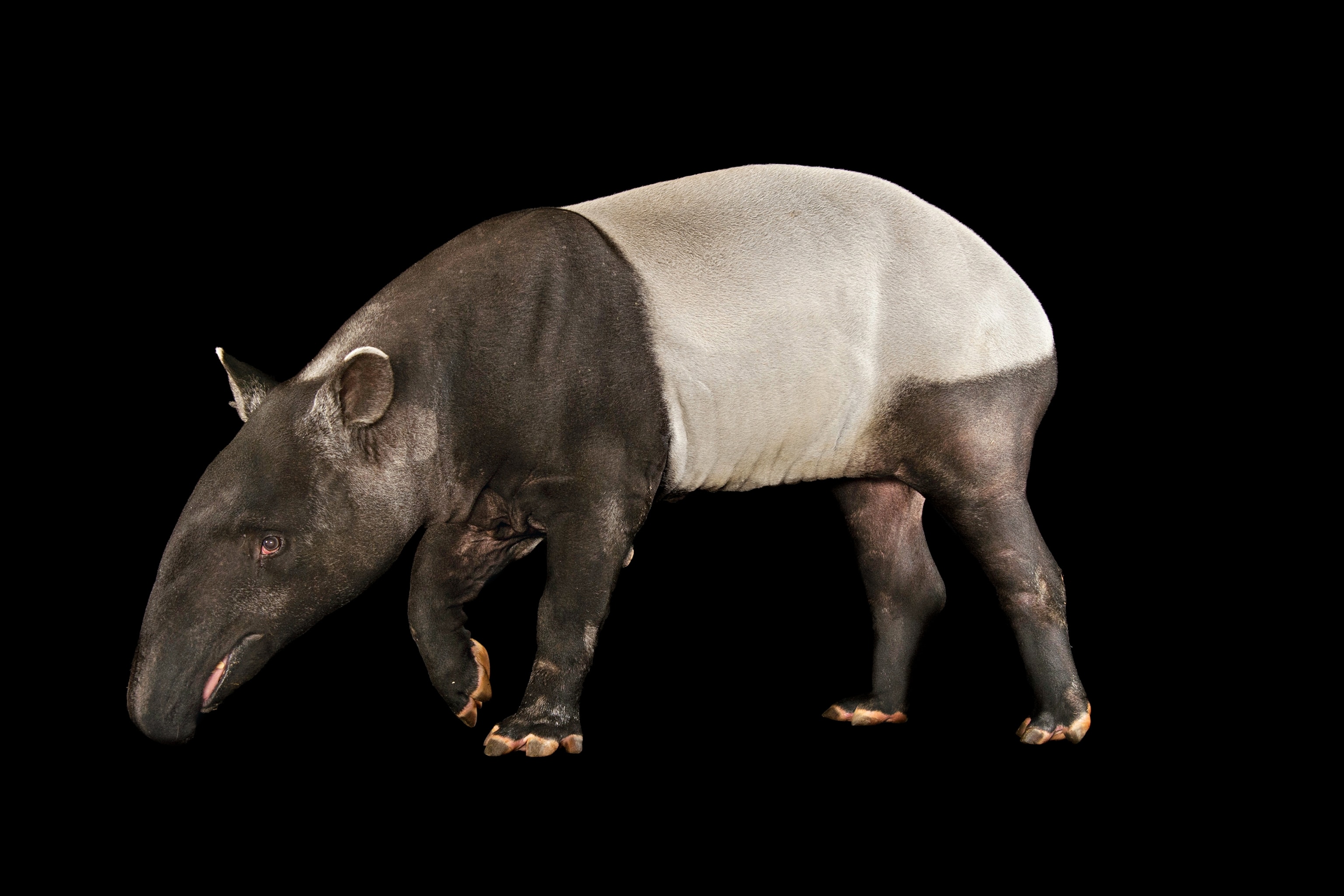 an Asian, or Malayan, tapir photographed at the Henry Doorly Zoo in Omaha, Nebraska