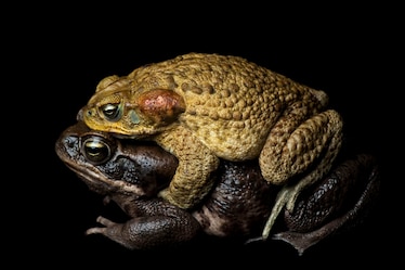cane toads