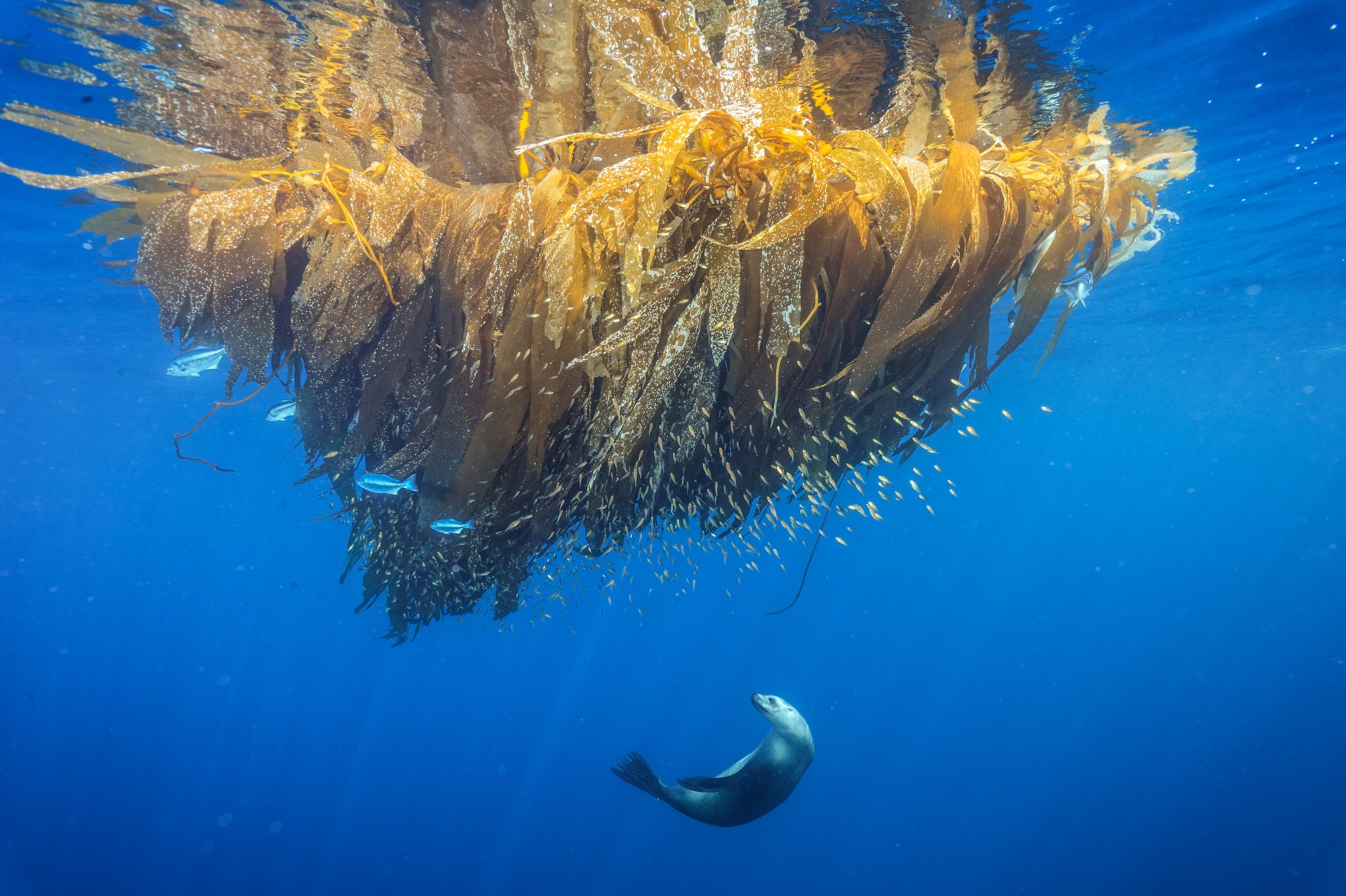 a California sea lion hunting for fish on a kelp paddy at Cortes Bank