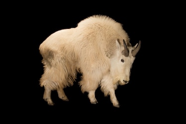 a mountain goat