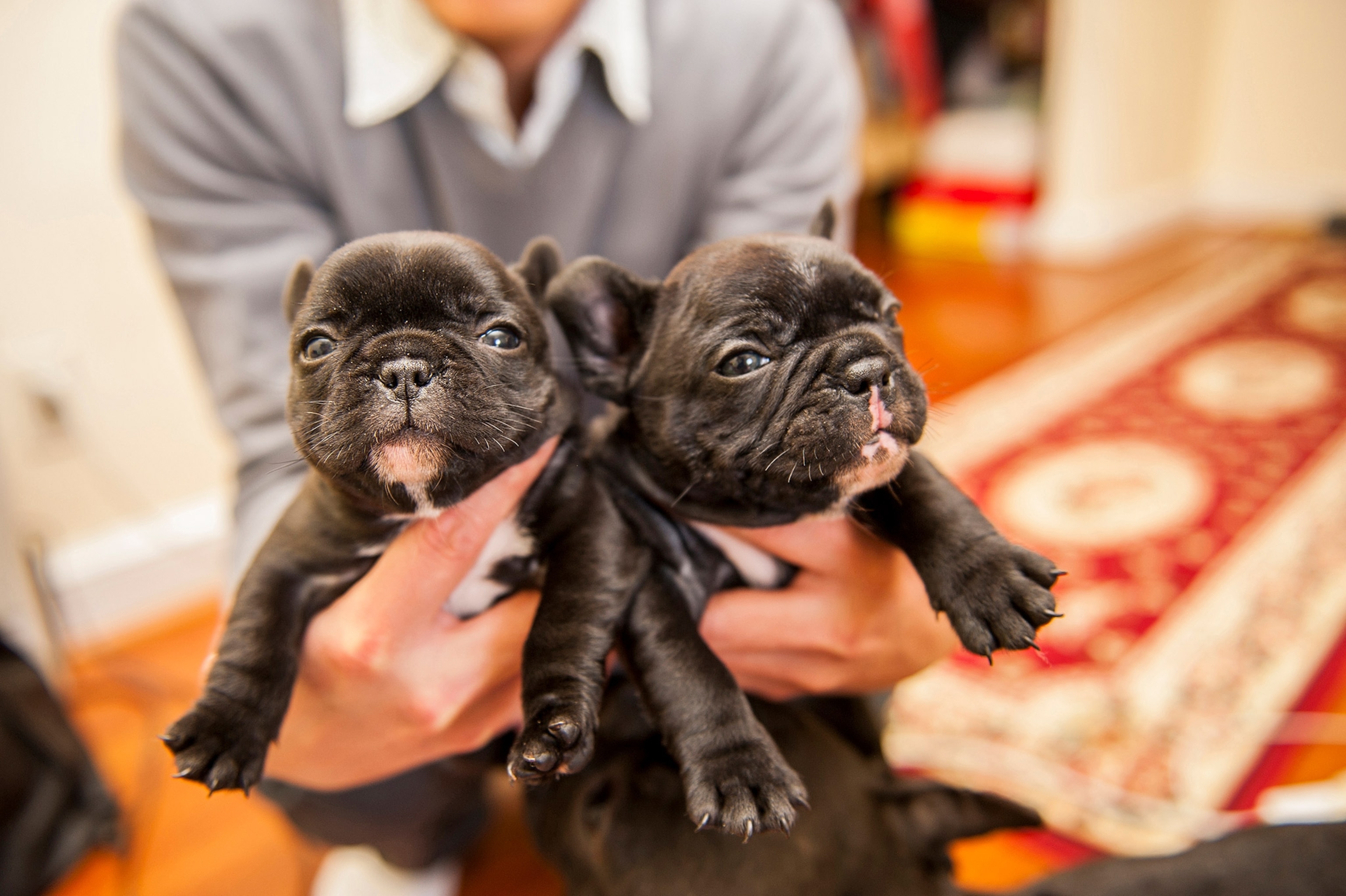 Two small bulldogs wit black fur are held up close to the camera.