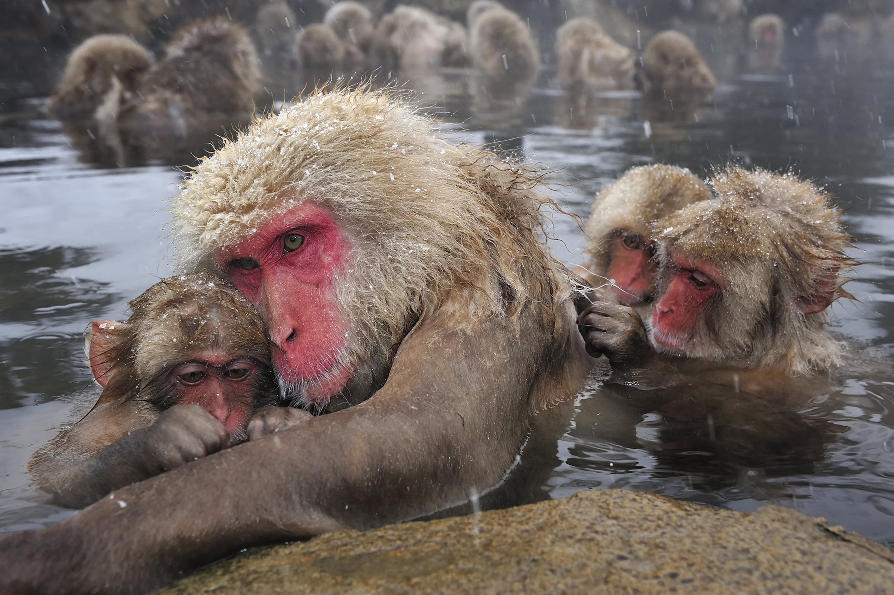 a macaque holding her young