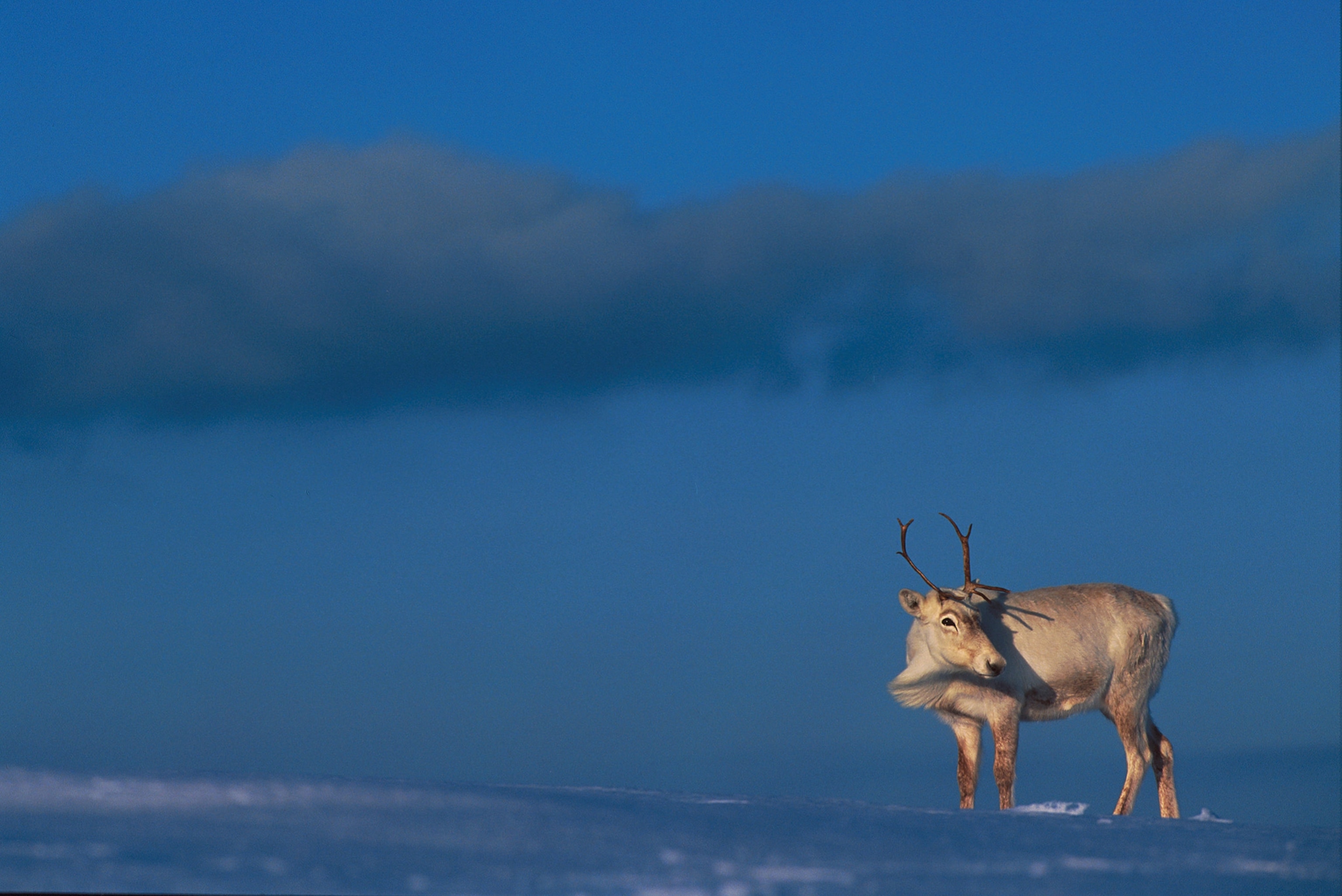 A reindeer stands in snow.