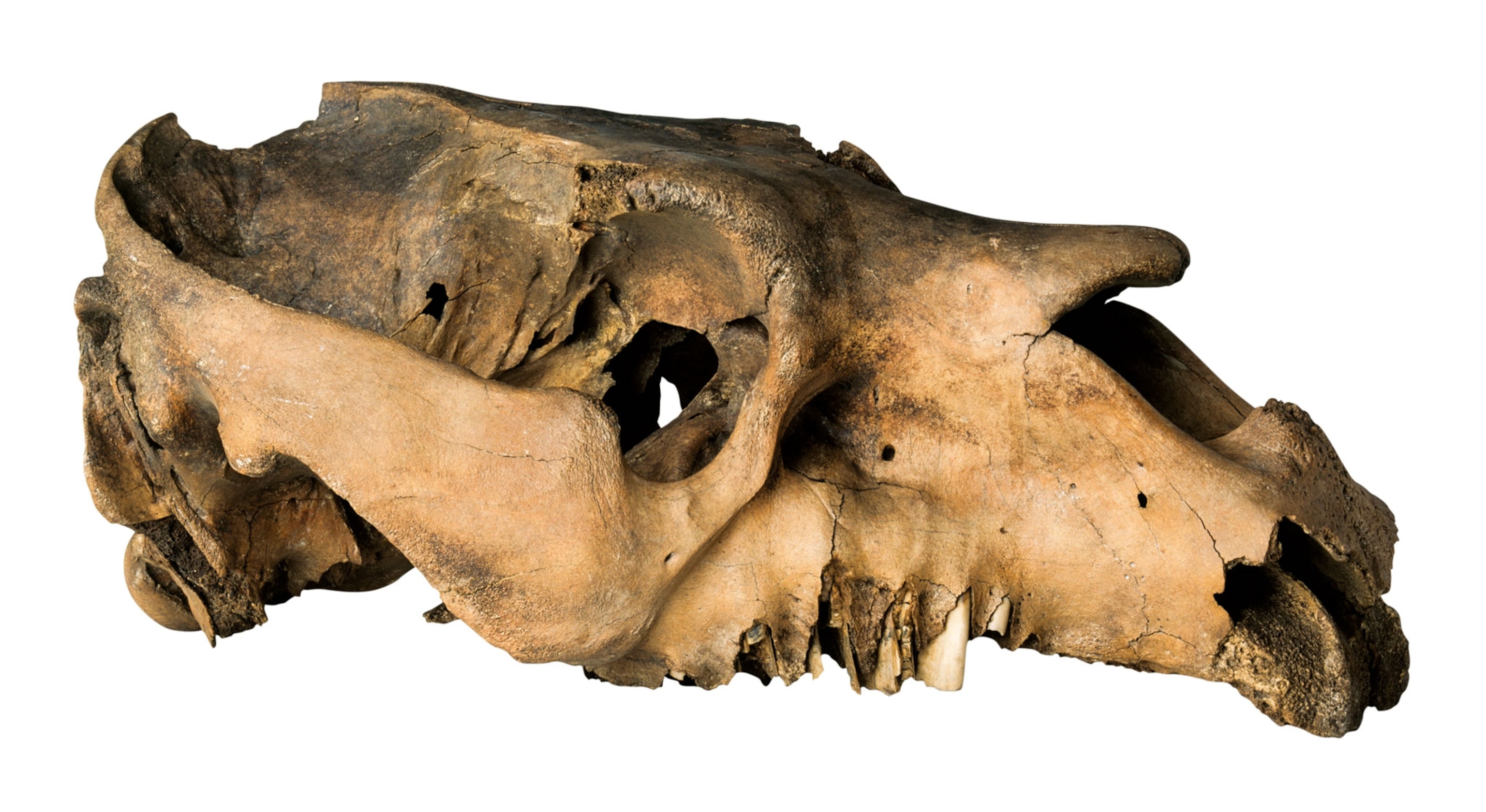 the top part of an animal skull