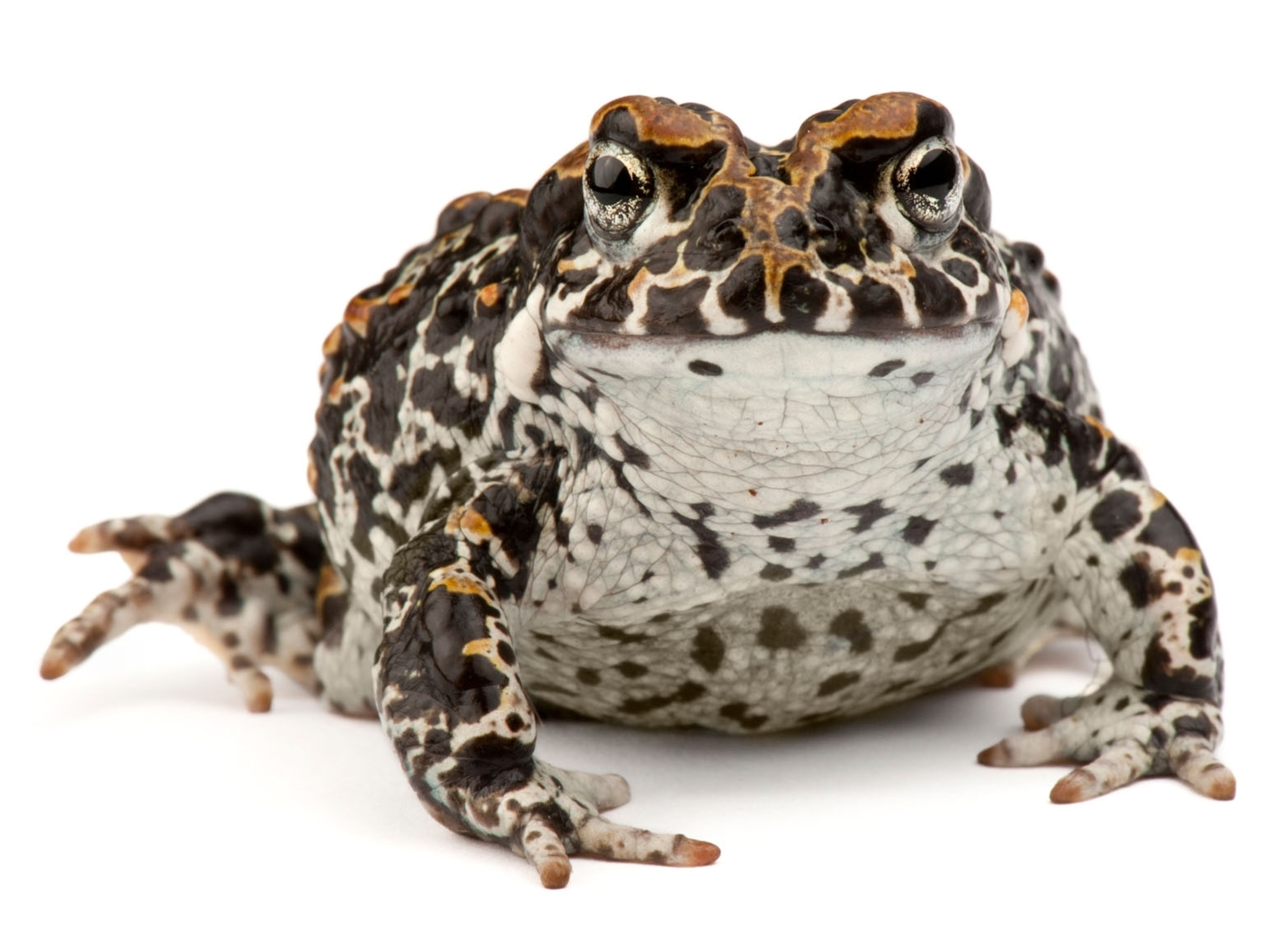 toad