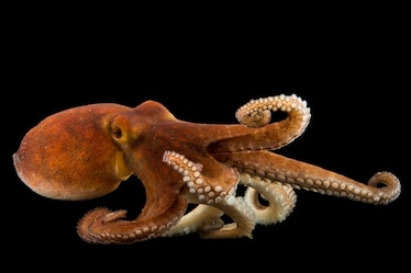 a common octopus