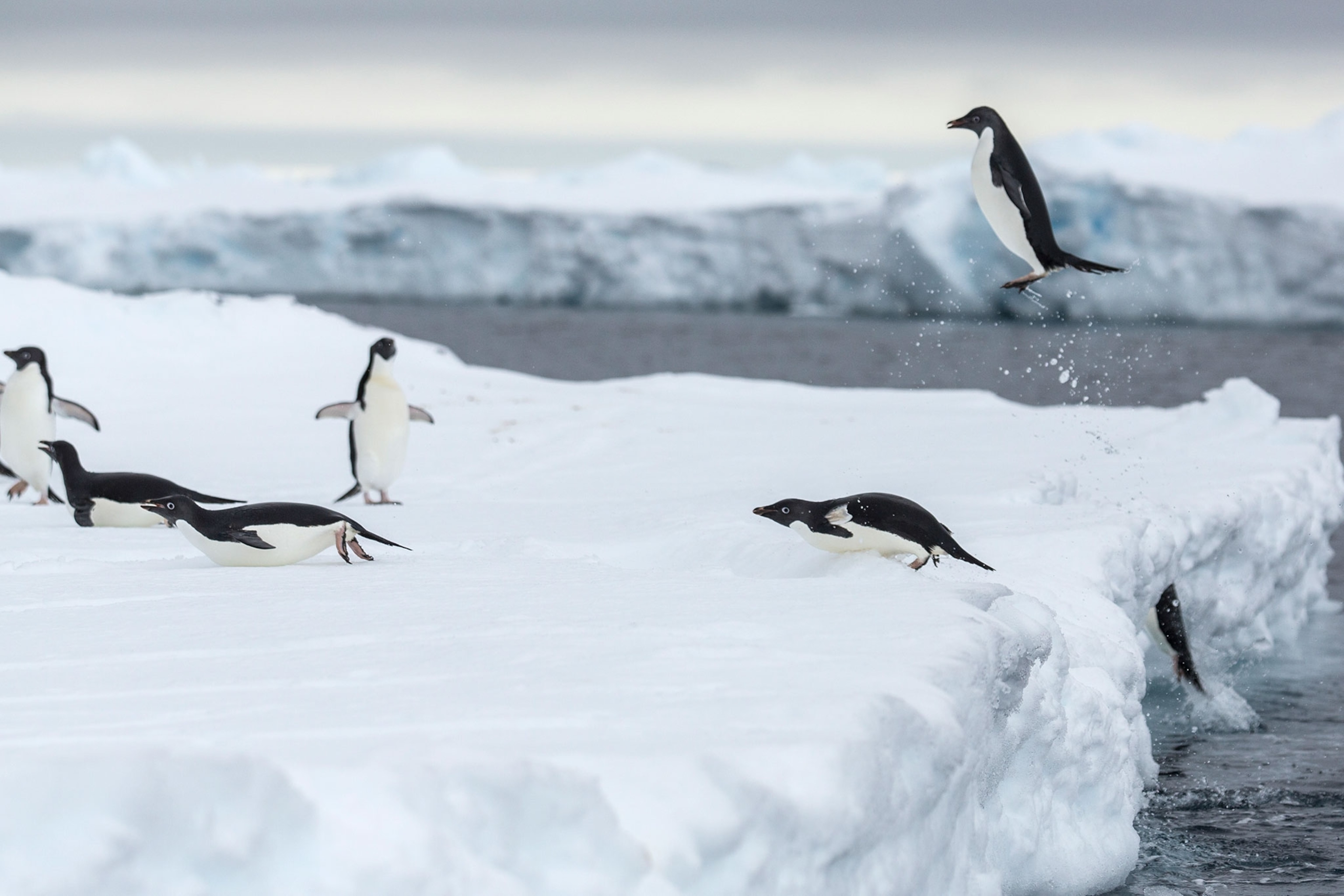 Adelie penguin