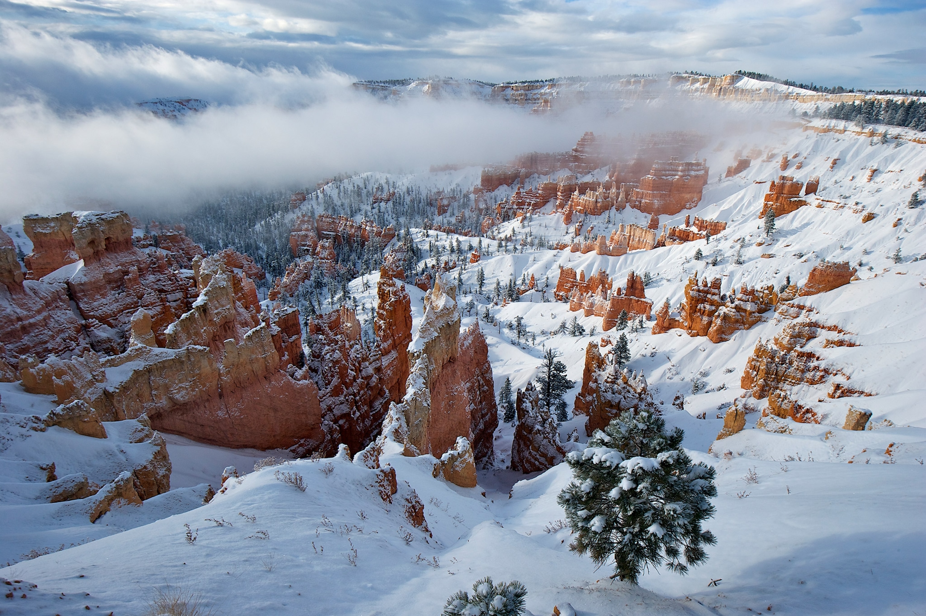 the hoodoos sticking out after a fresh snow in Bryce Canyon National Park in Utah