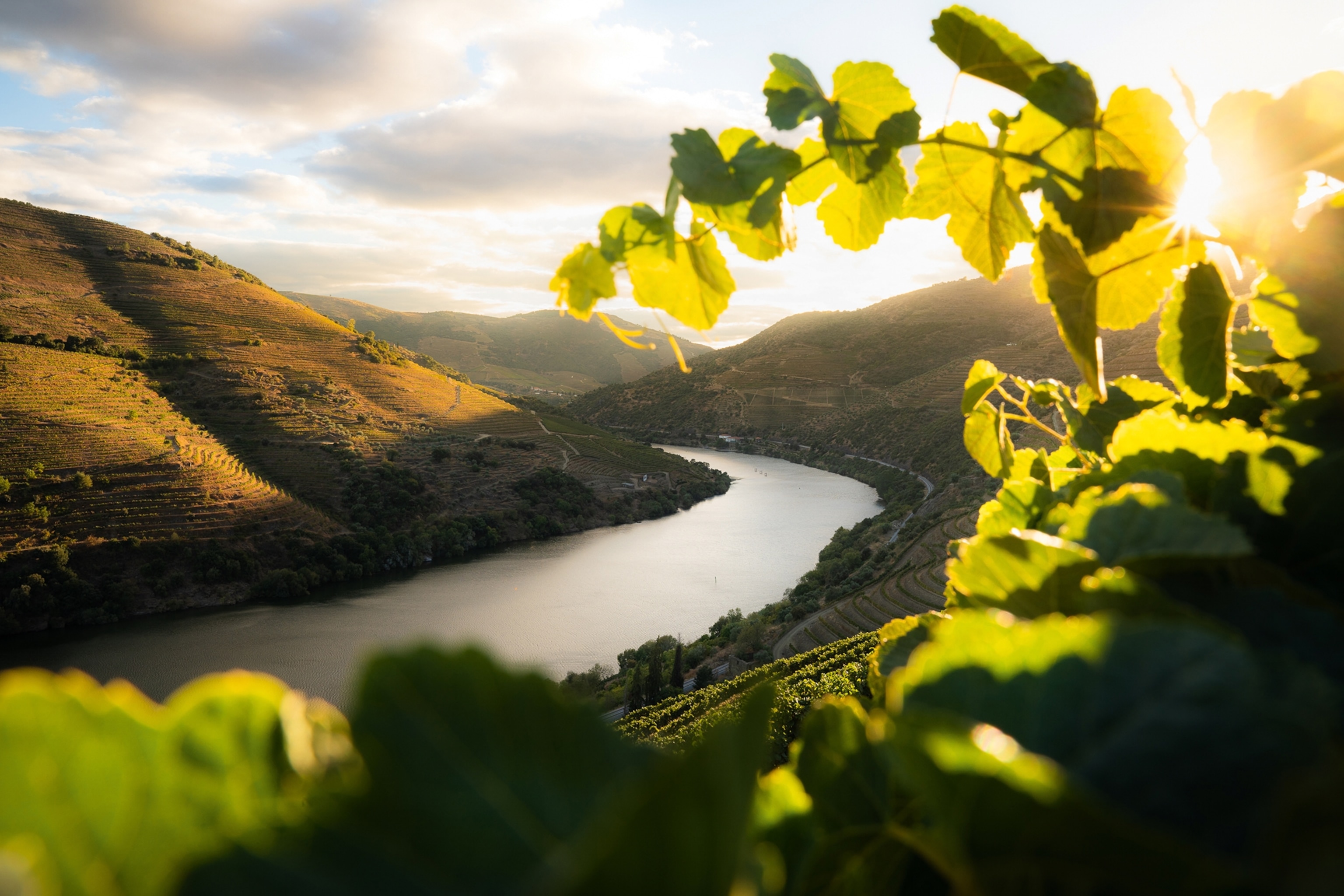 Breathtaking view through sunlit leaves onto a hilly river valley surrounded be vineyards.