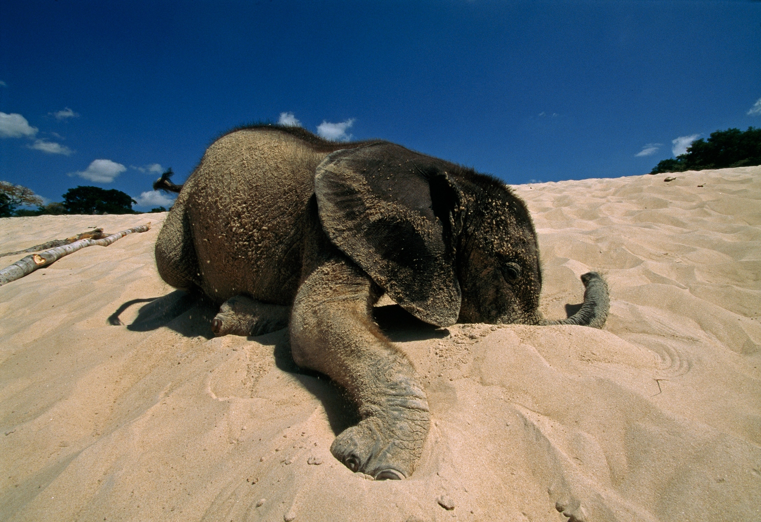 Photograph of Baby elephant with face nuzzled in sand.