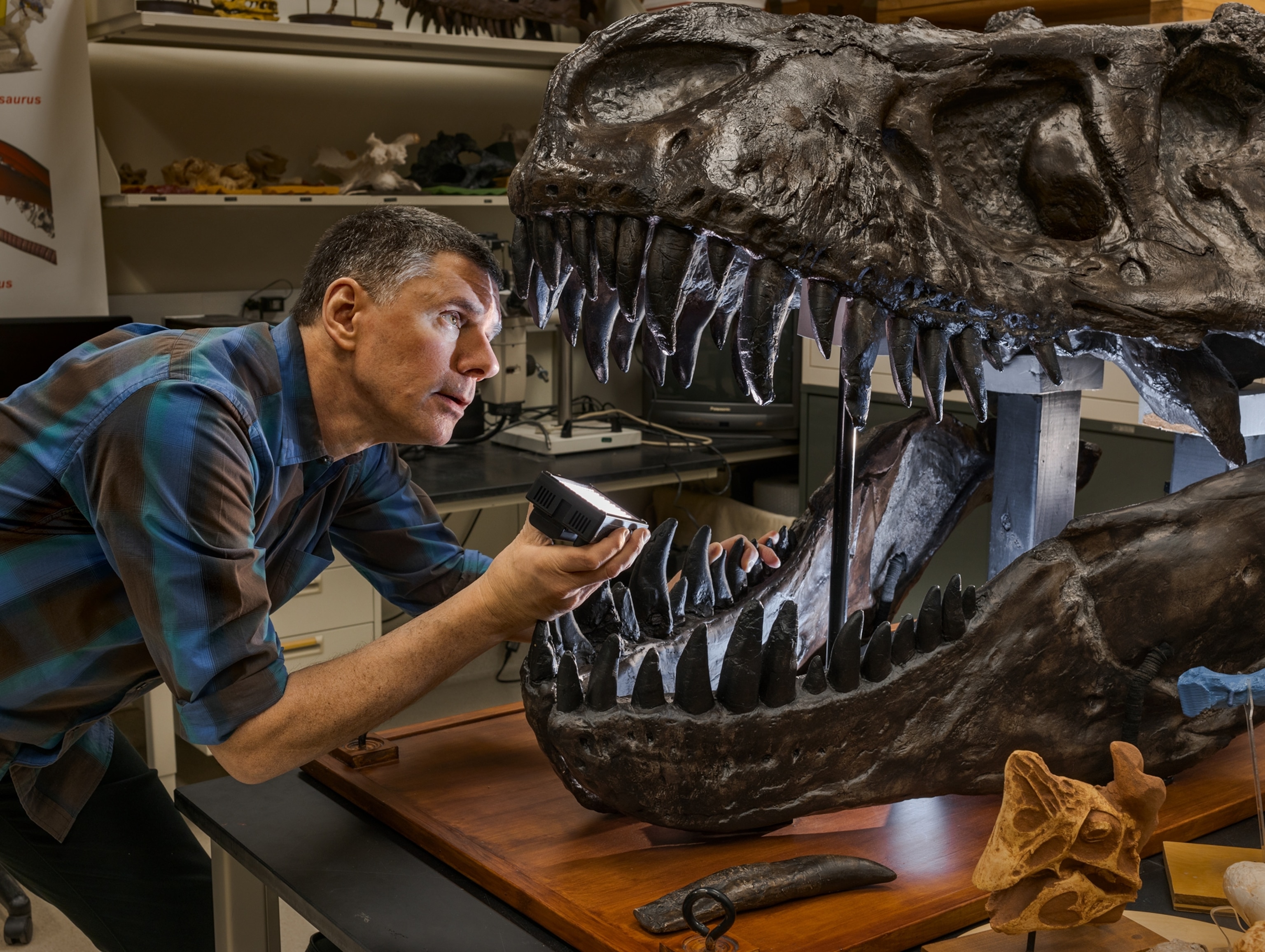 a man looking inside a t-rex fossil skull