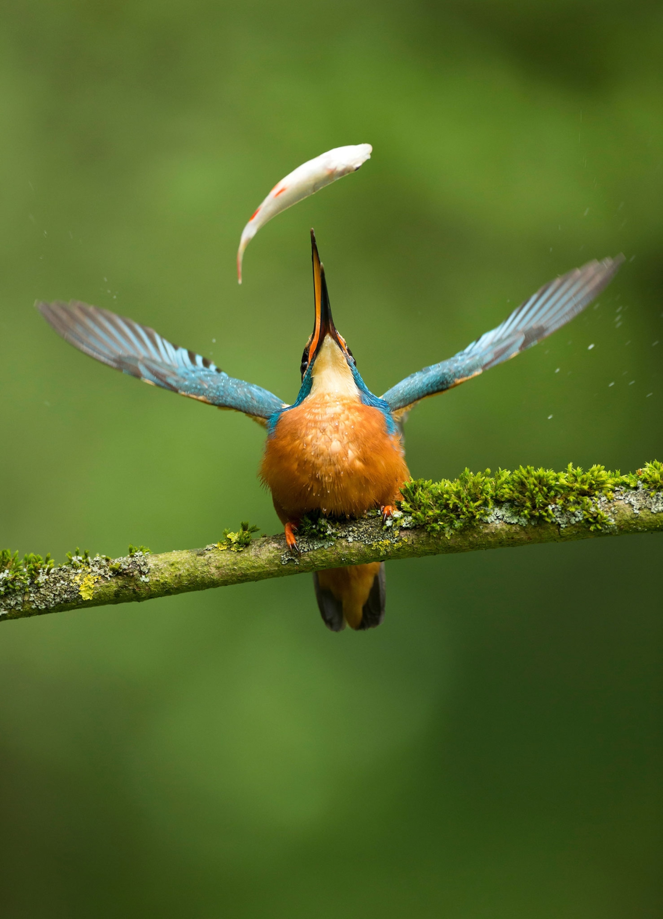 bird