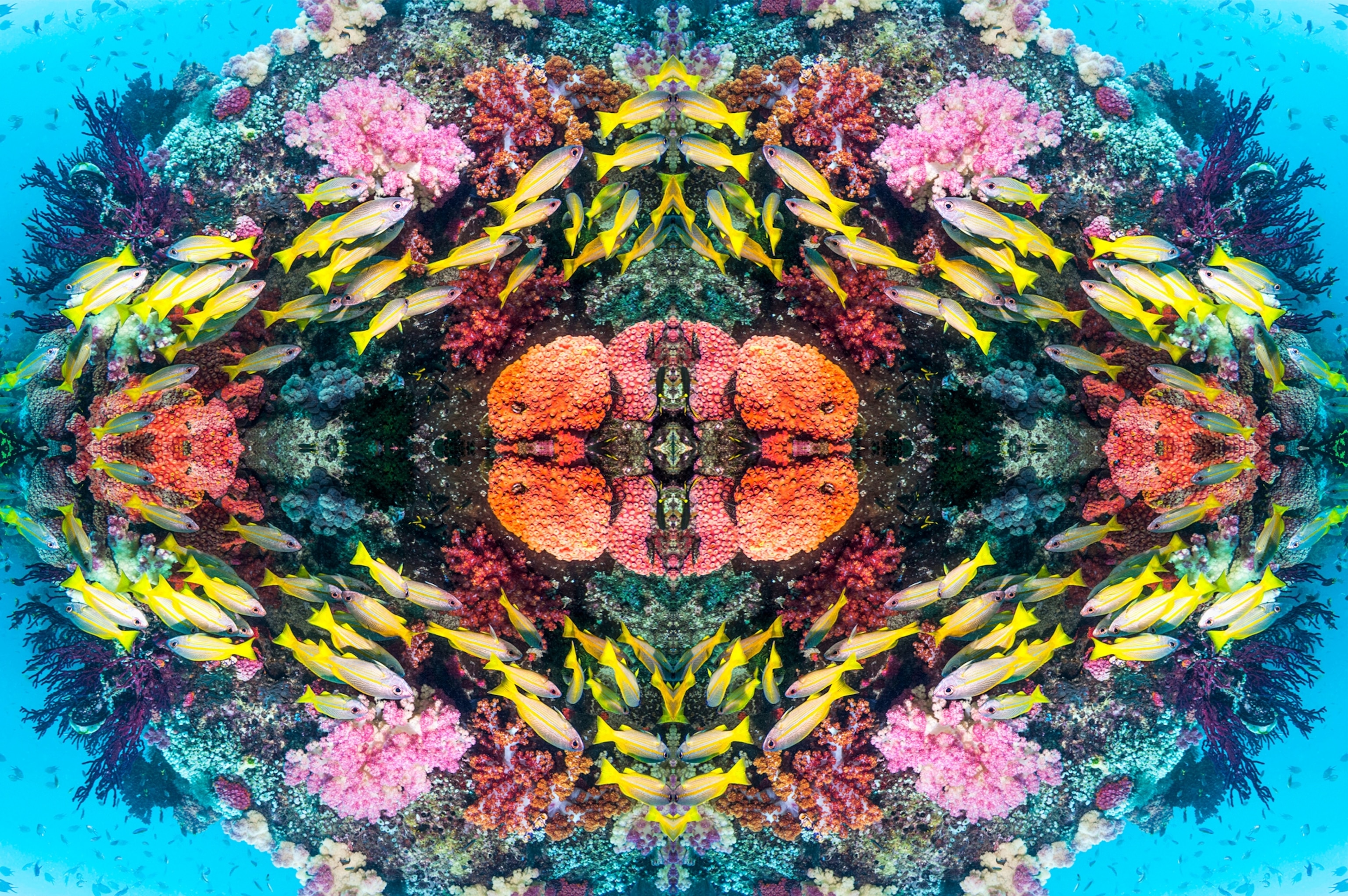 Kaleidoscopic image of fish on coral reef with soft corals