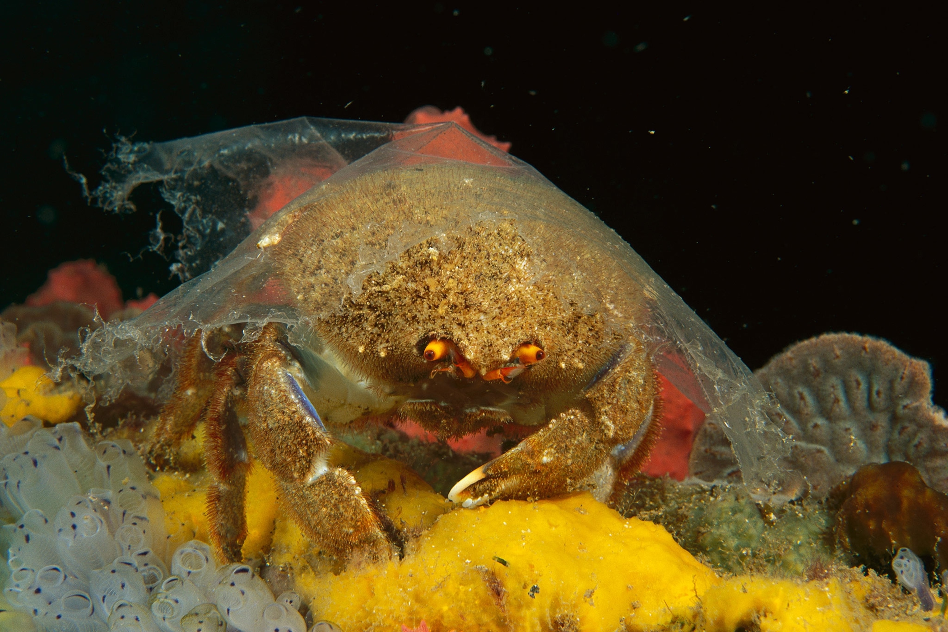 a sponge crab with plastic over its shell