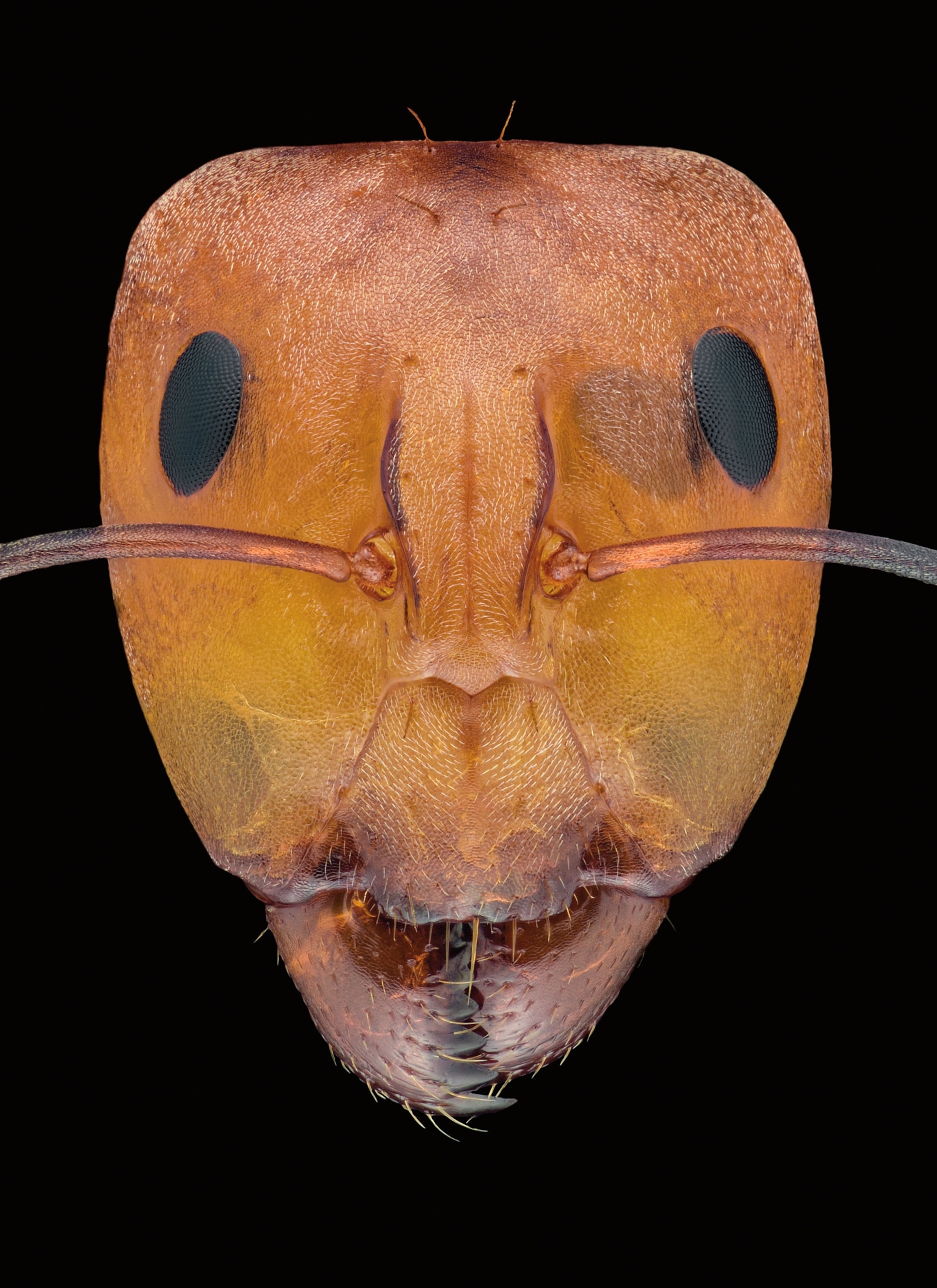 Picture of the face of an ant of the Camponotus genus.