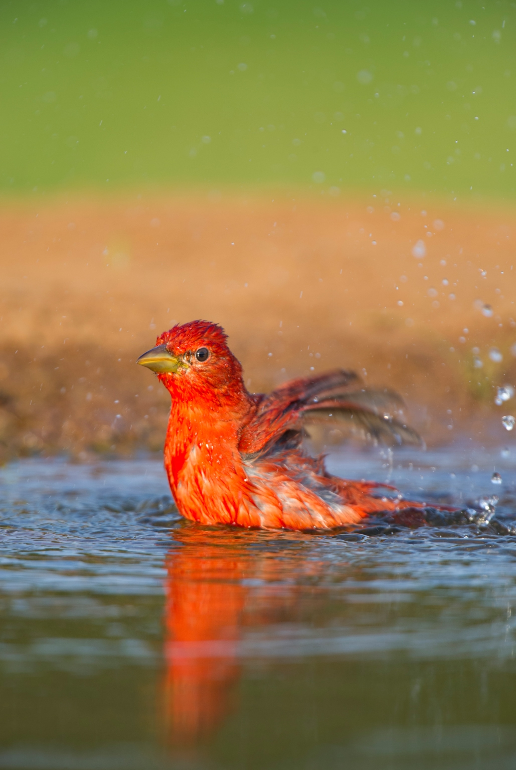 A red feathered bird shakes wings upwards as it sits in water as water flys.