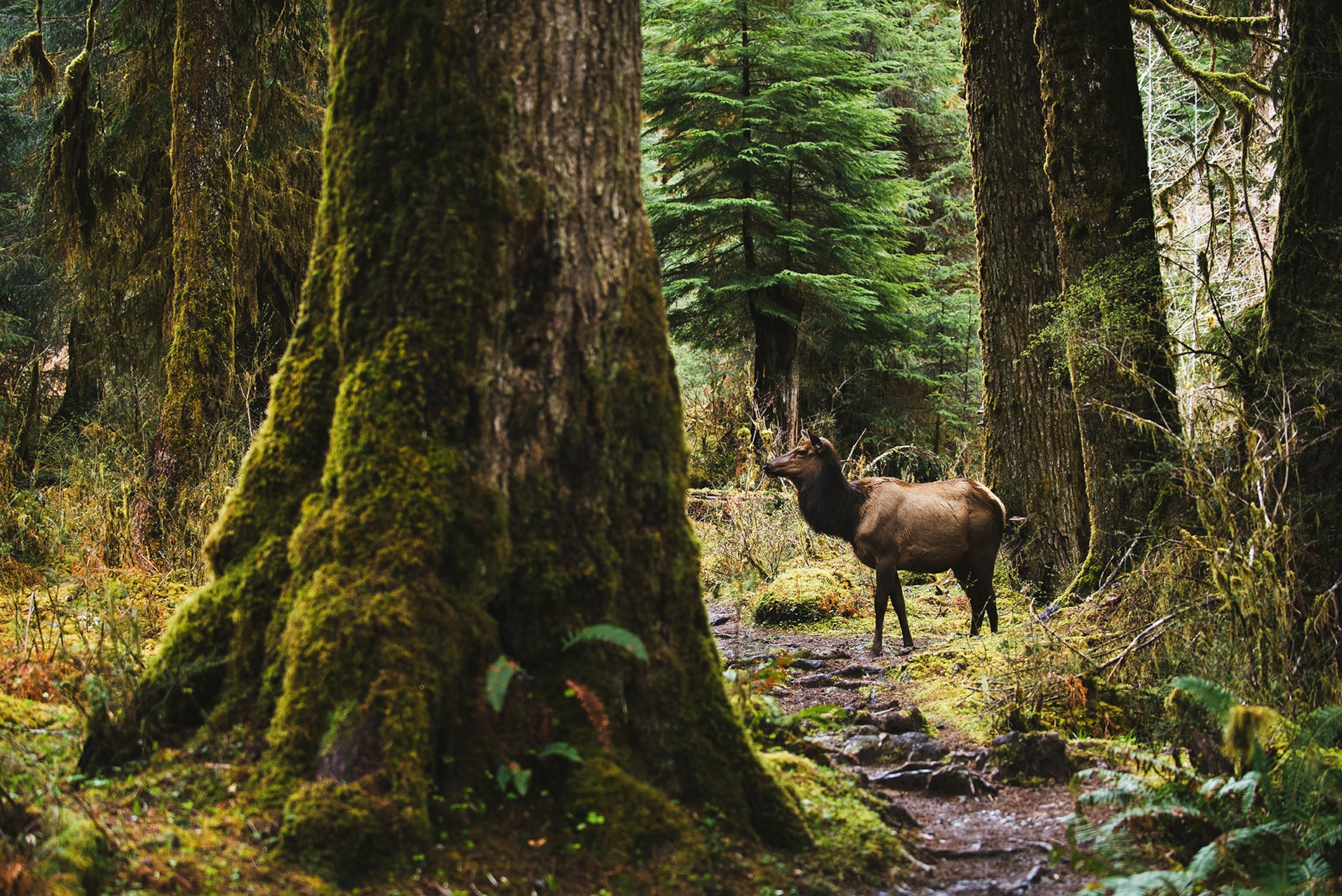 A Roosevelt elk, Cervus canadensis roosevelti, stands in a mossy forest in Olympic National Park
