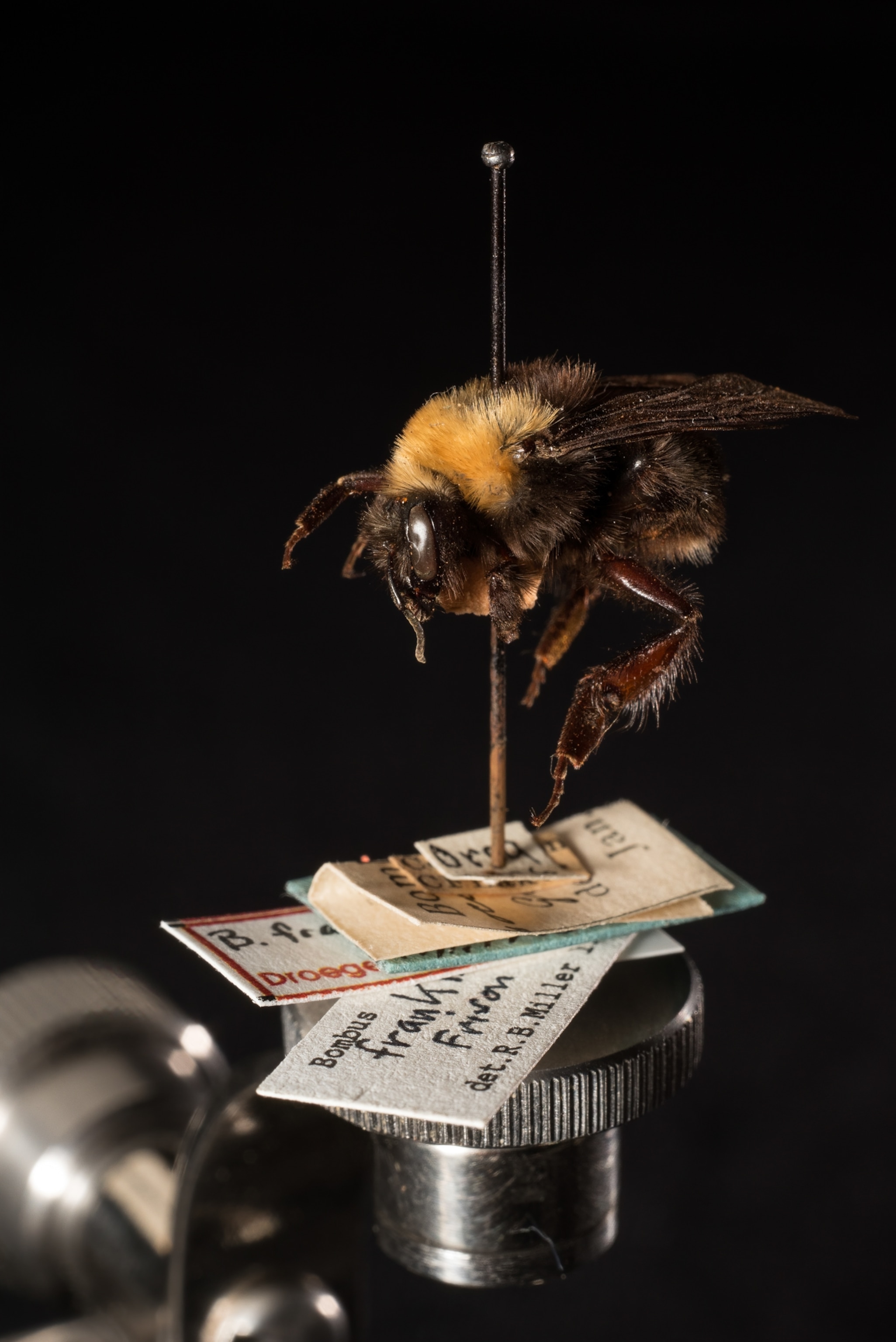 Picture of a bee specimen at a museum