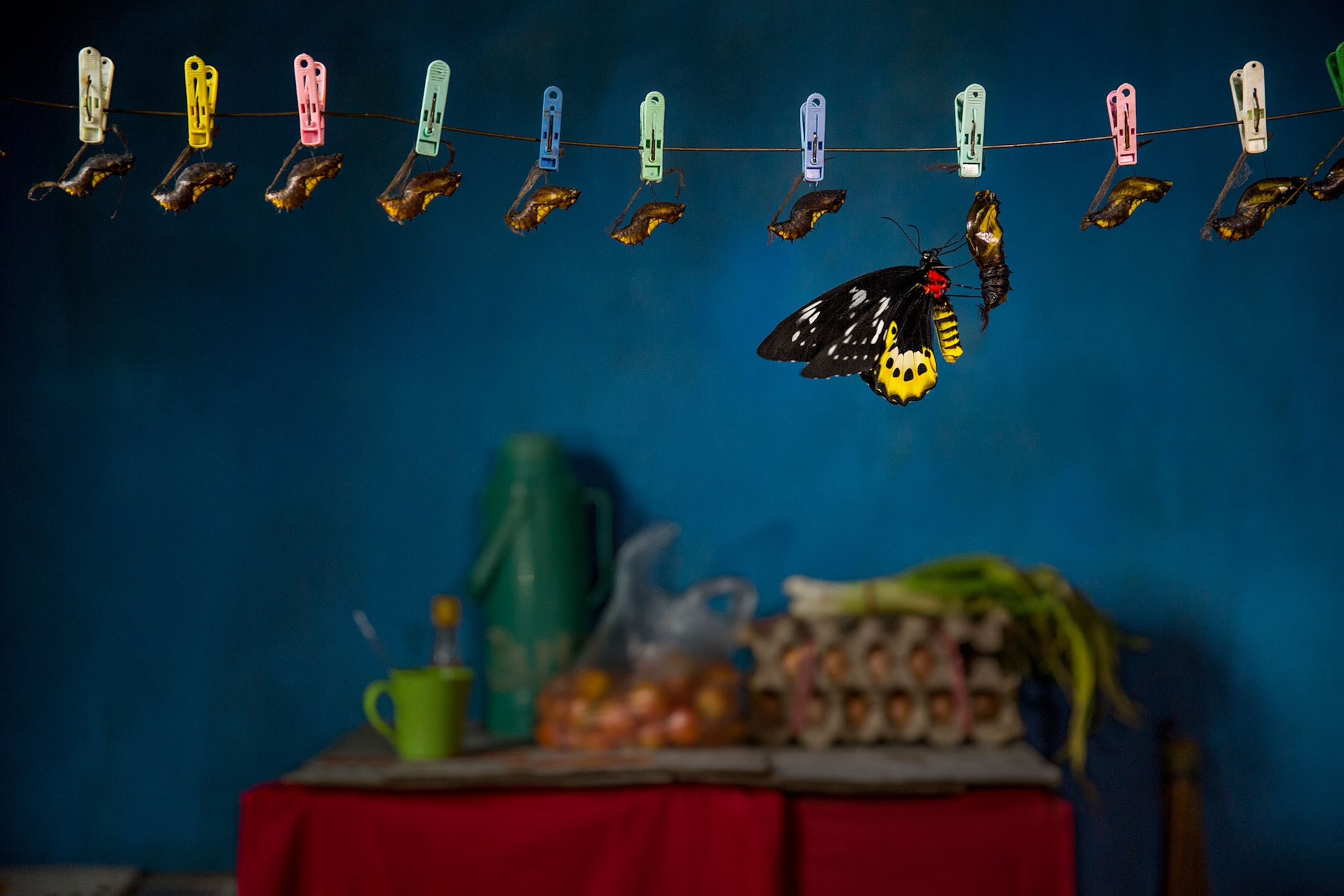 a butterfly