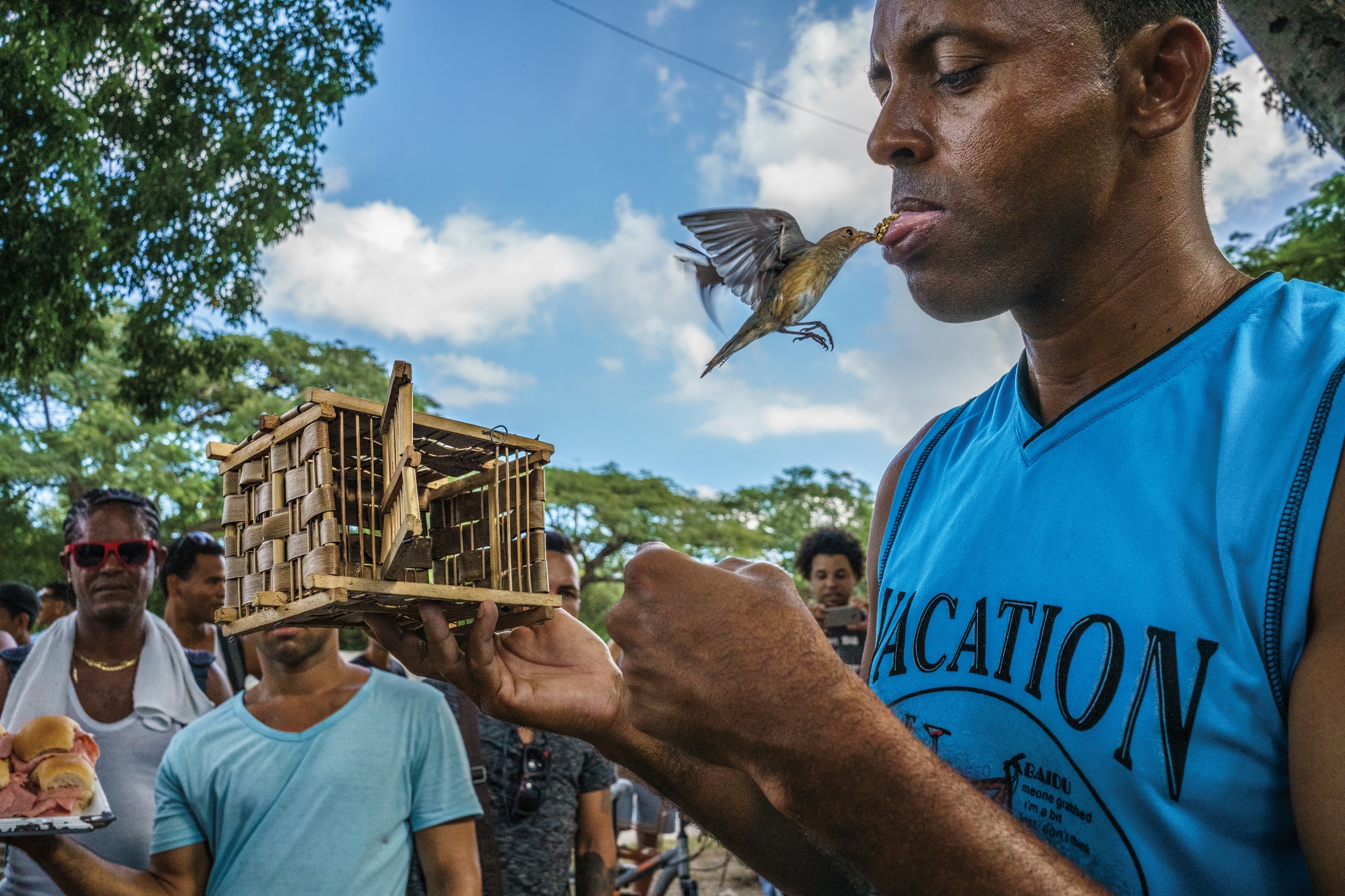 Picture of a grey and straw colored songbird mid-flight, as it plucks a seed from the tongue of its handler. Behind, a crowd of people watch in interest.