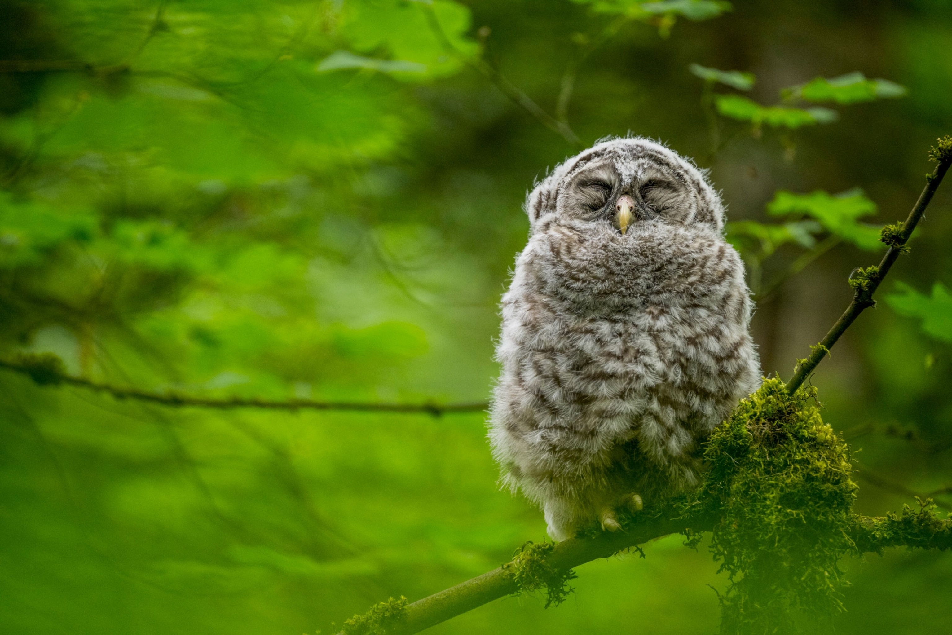 a newly fletched juvenile owl sleeping on a tree