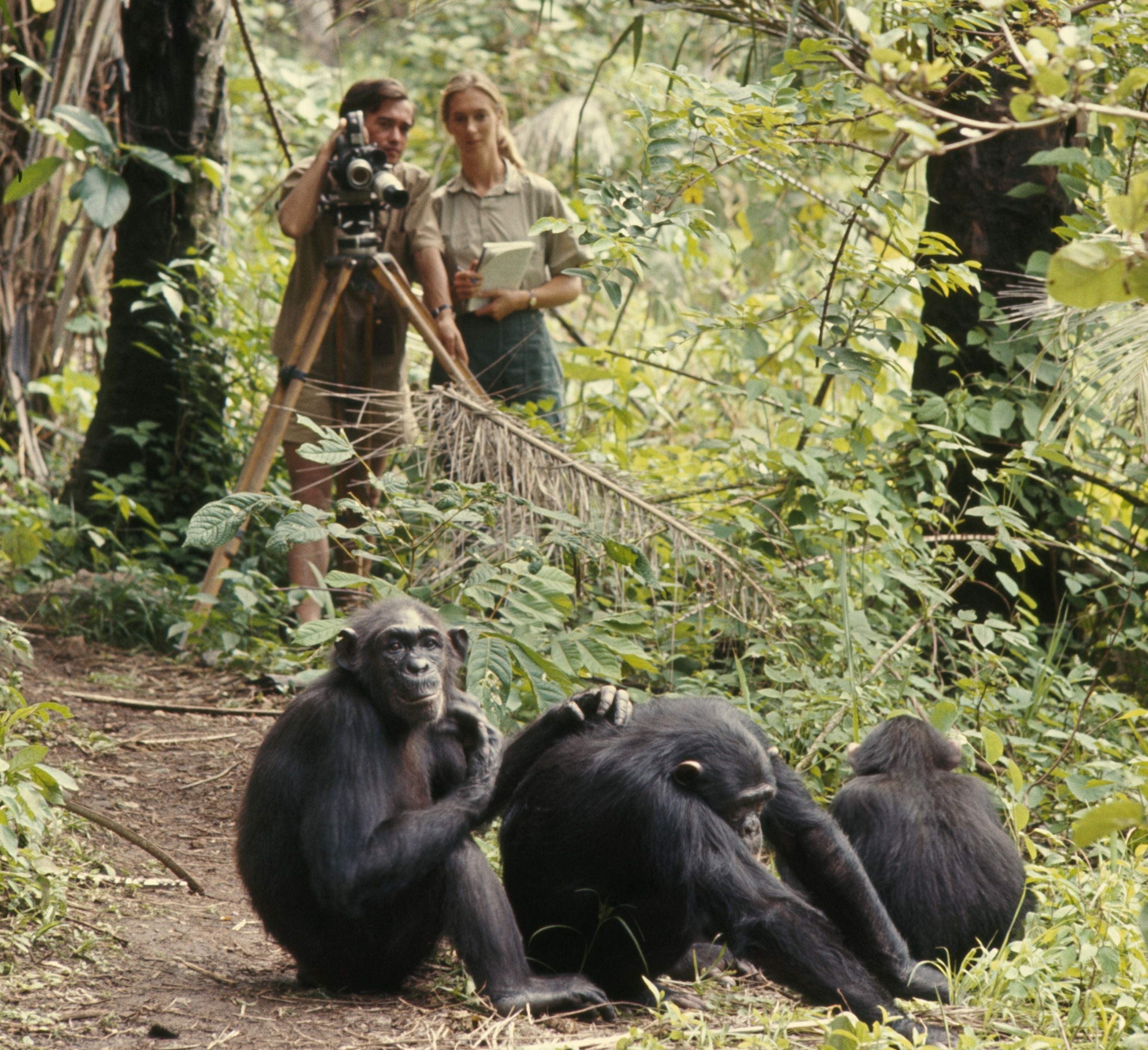 Jane Goodall, National Geographic Explorer