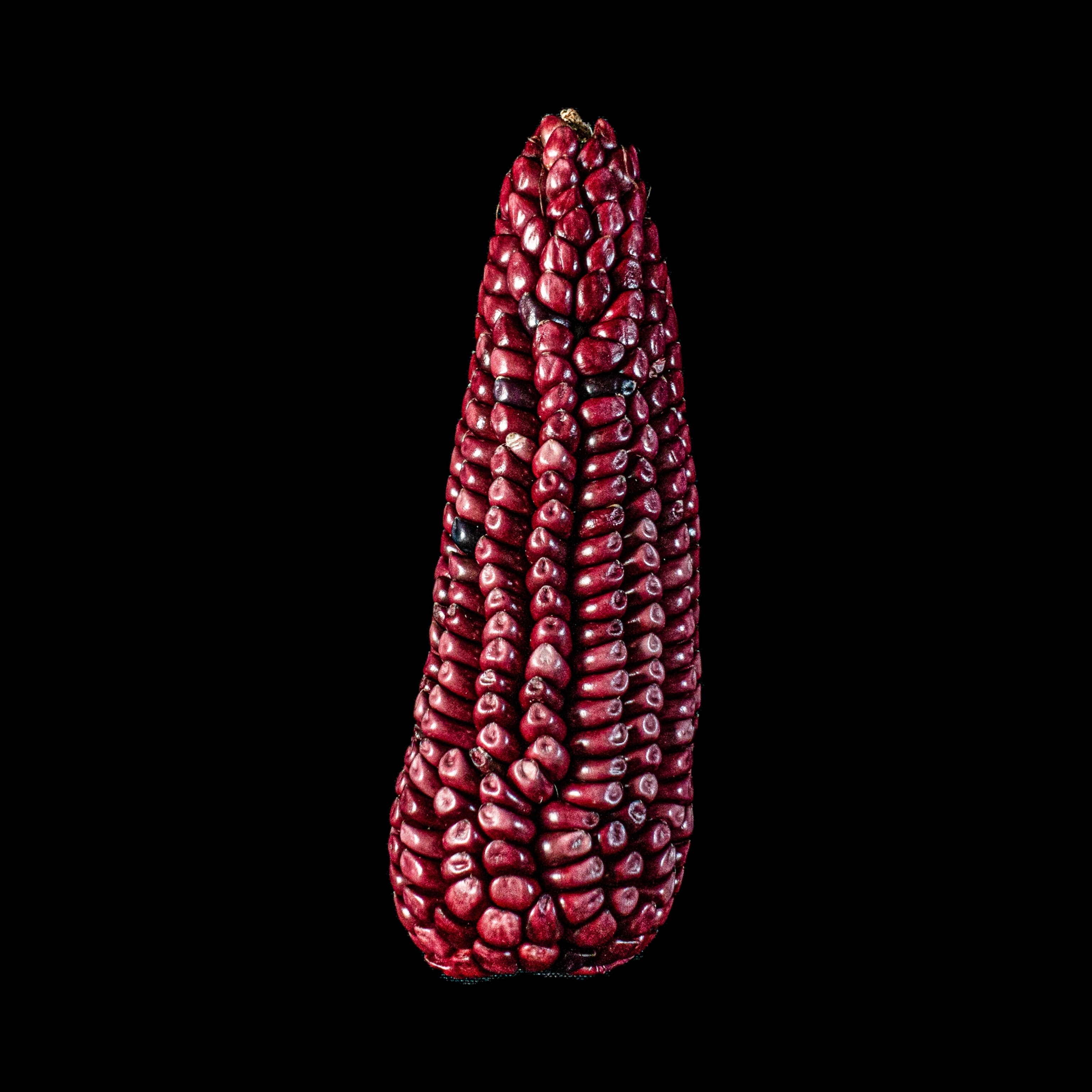 a red ear of corn
