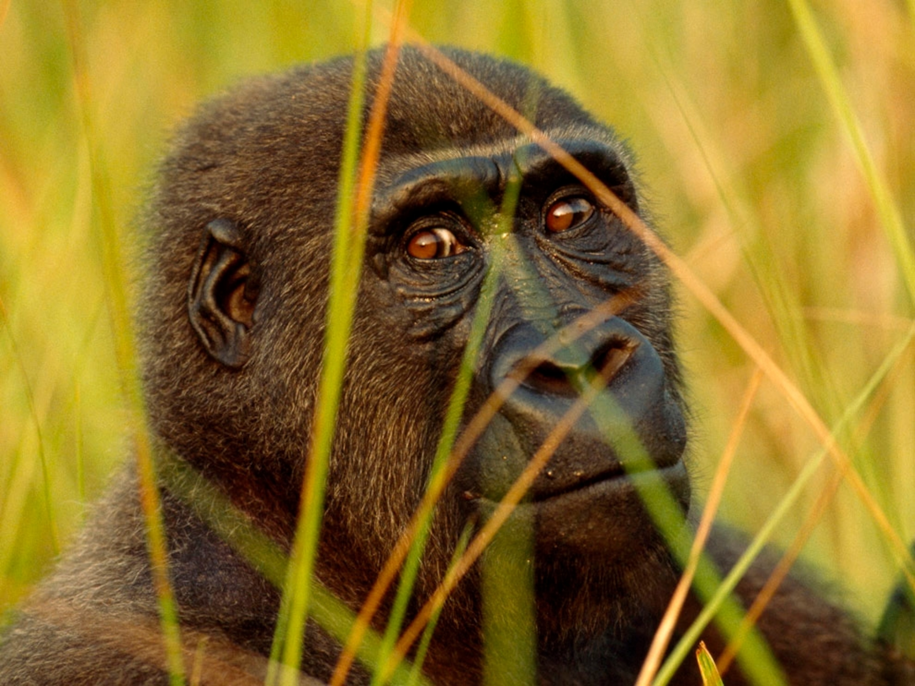 A big western lowland gorilla stares at the camera