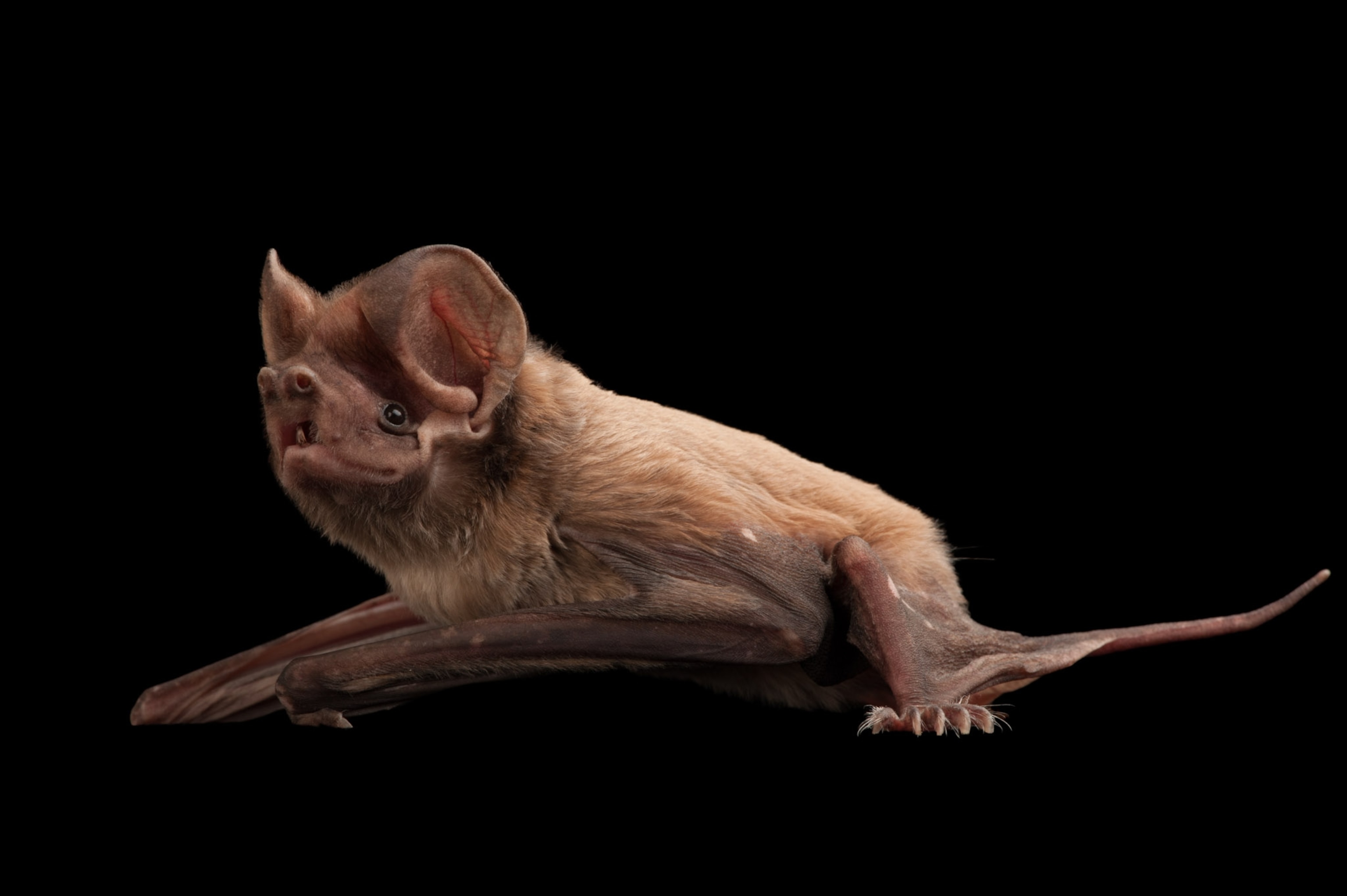 A bat on a black background.