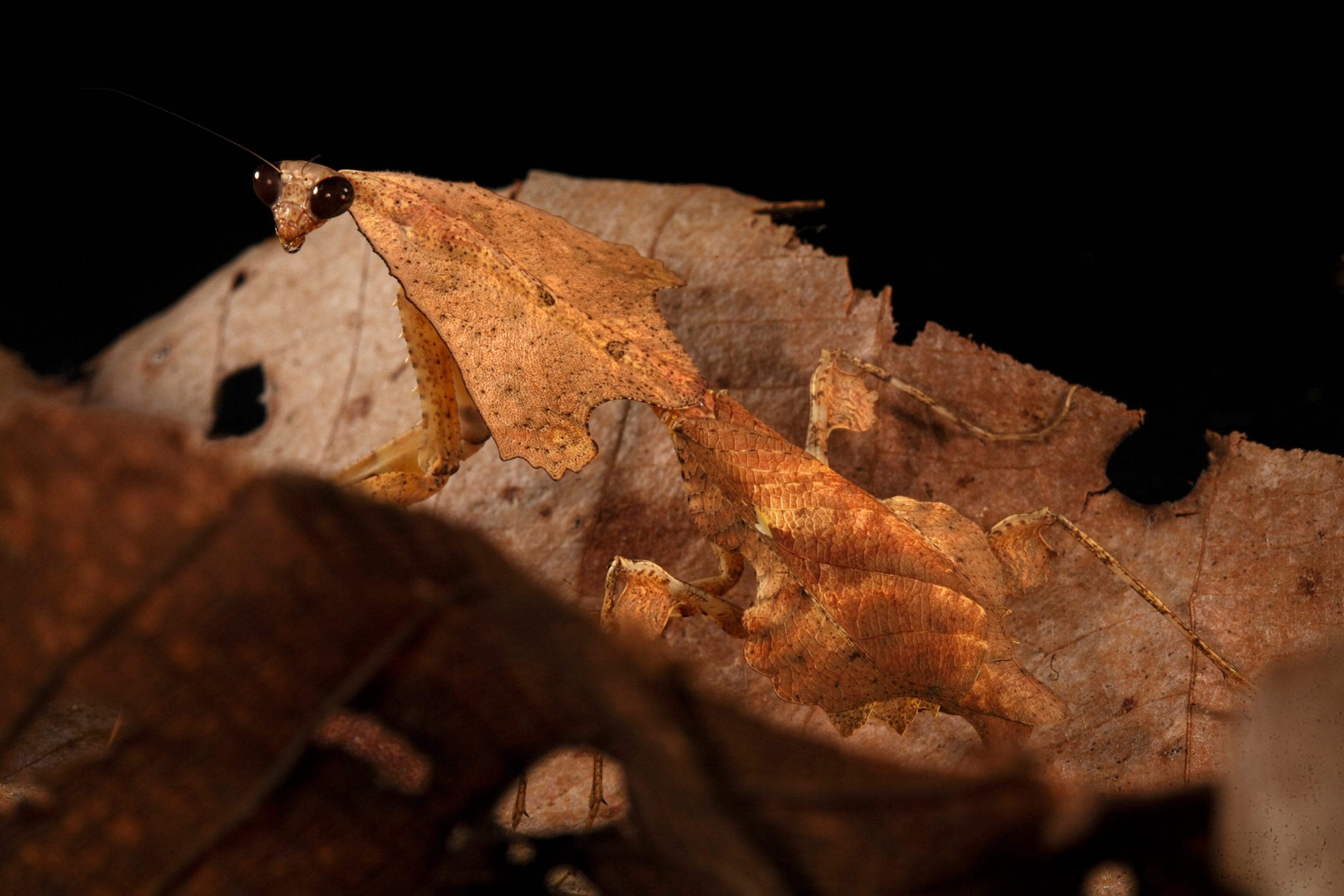 Arrowhead dead leaf mimic mantis portraits in leaf litter