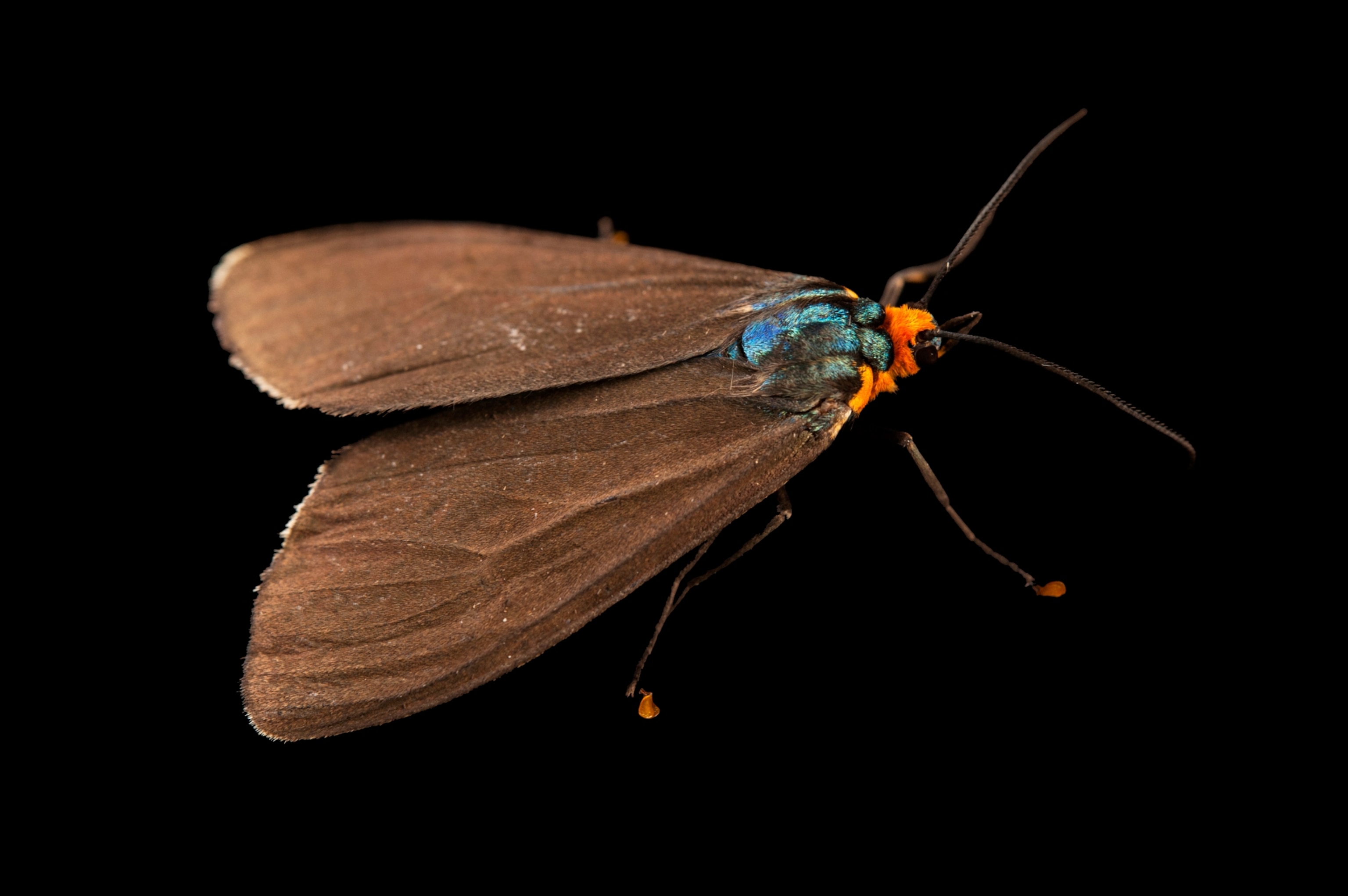 Moth with orange head
