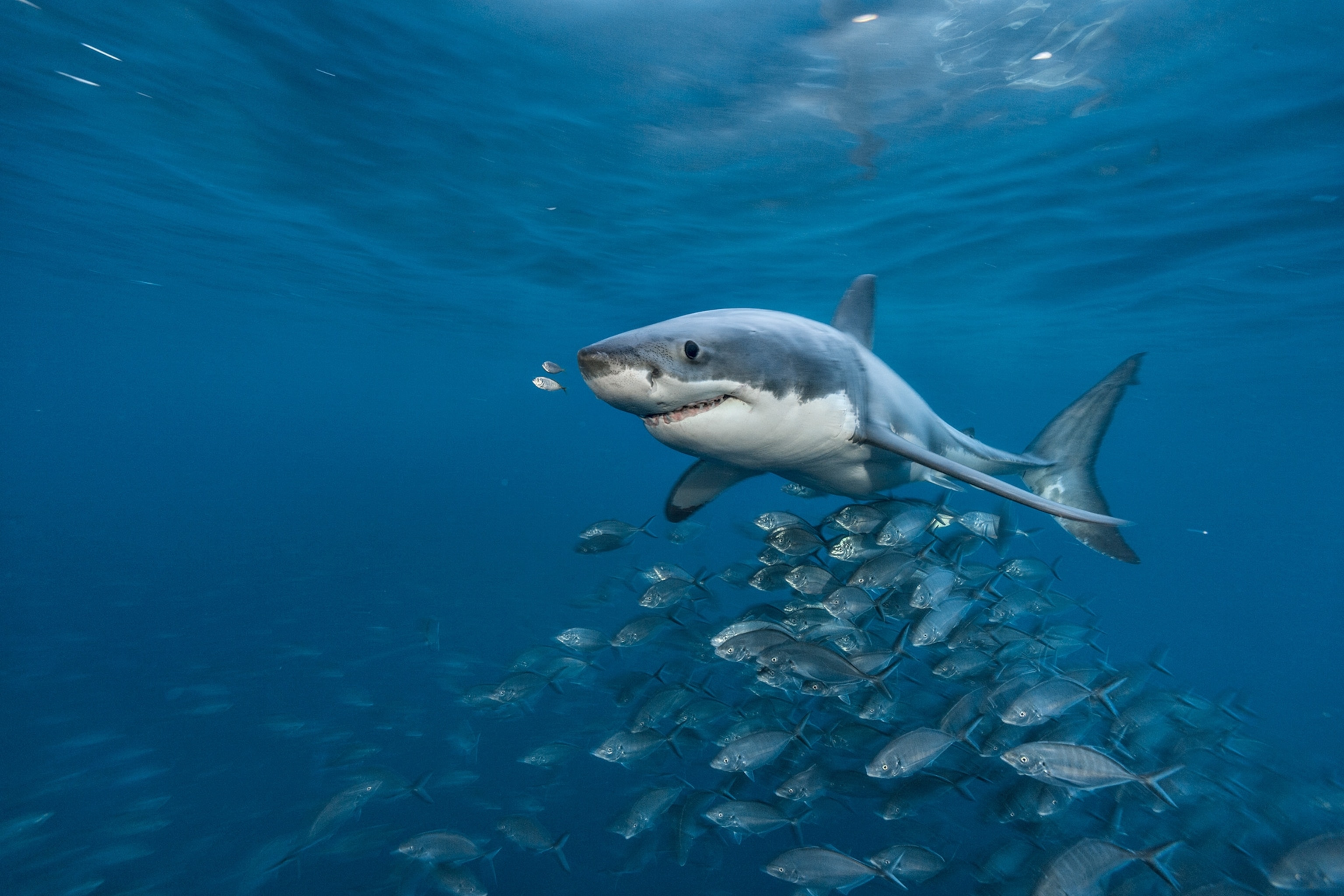 a great white shark
