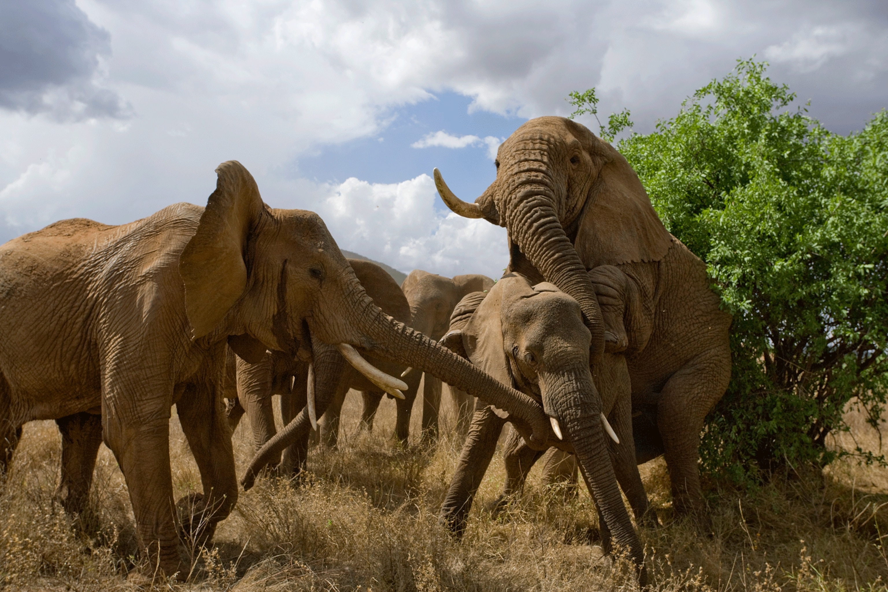 elephants