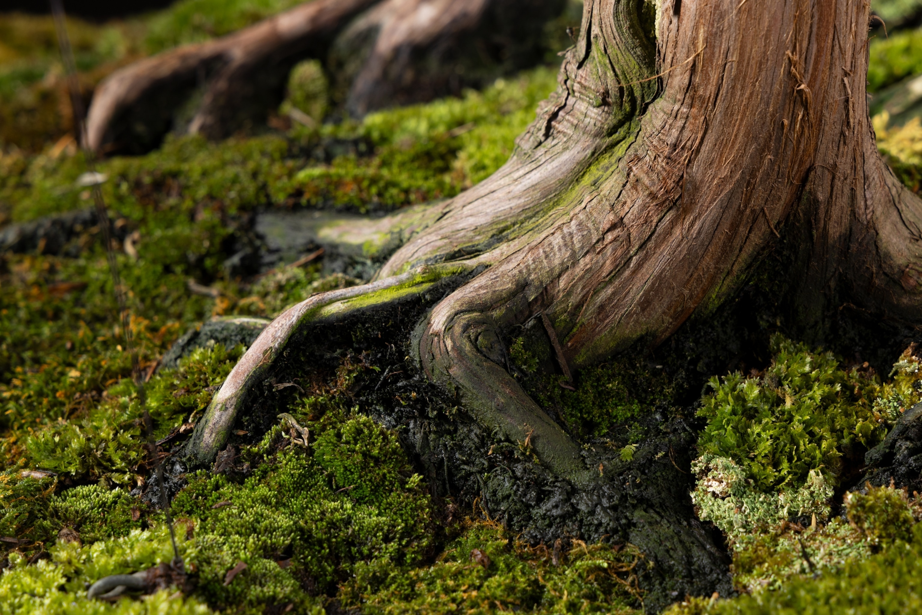 Closeup view of exposed above ground tree roots.