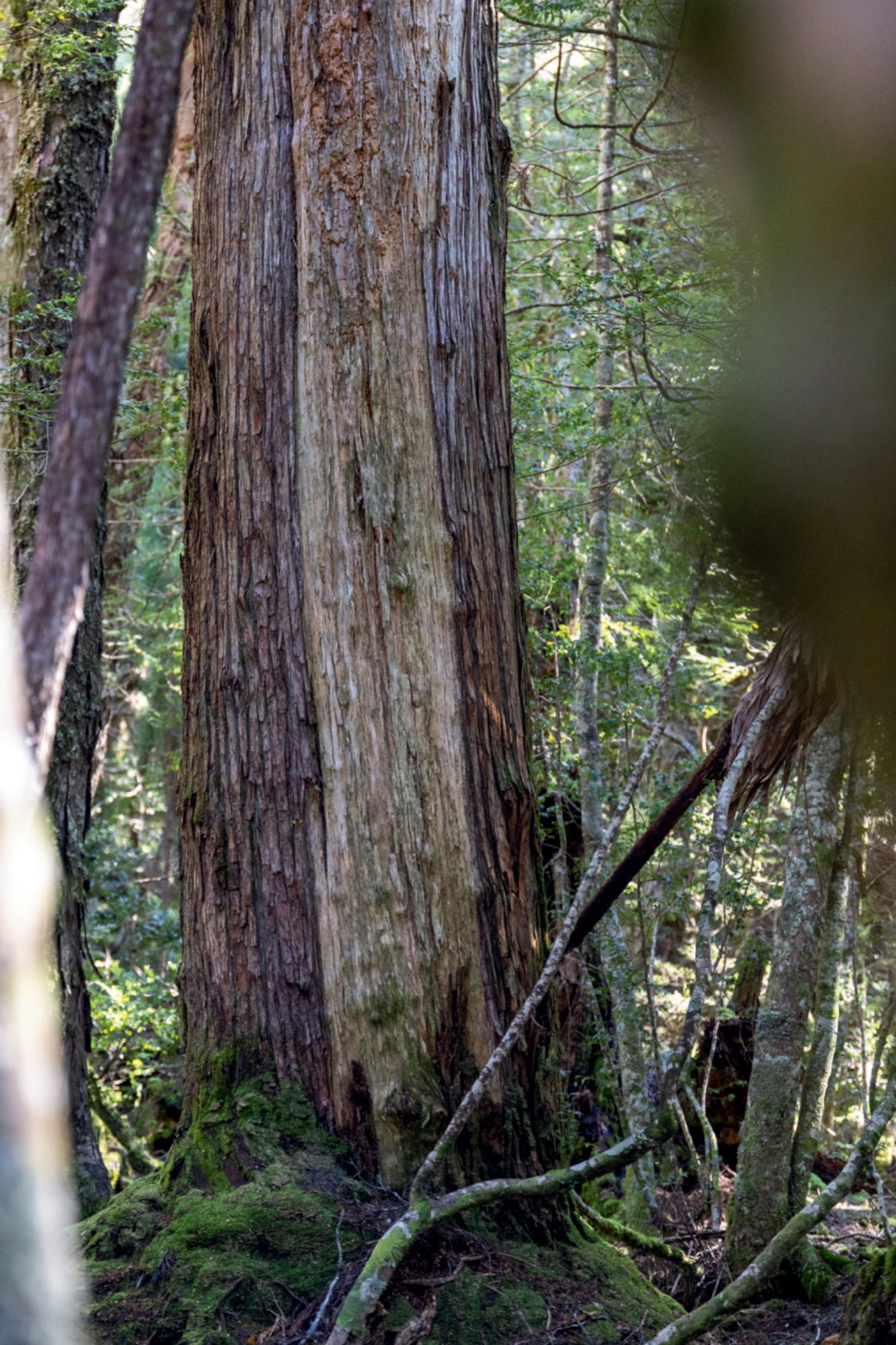 king billy pine tree