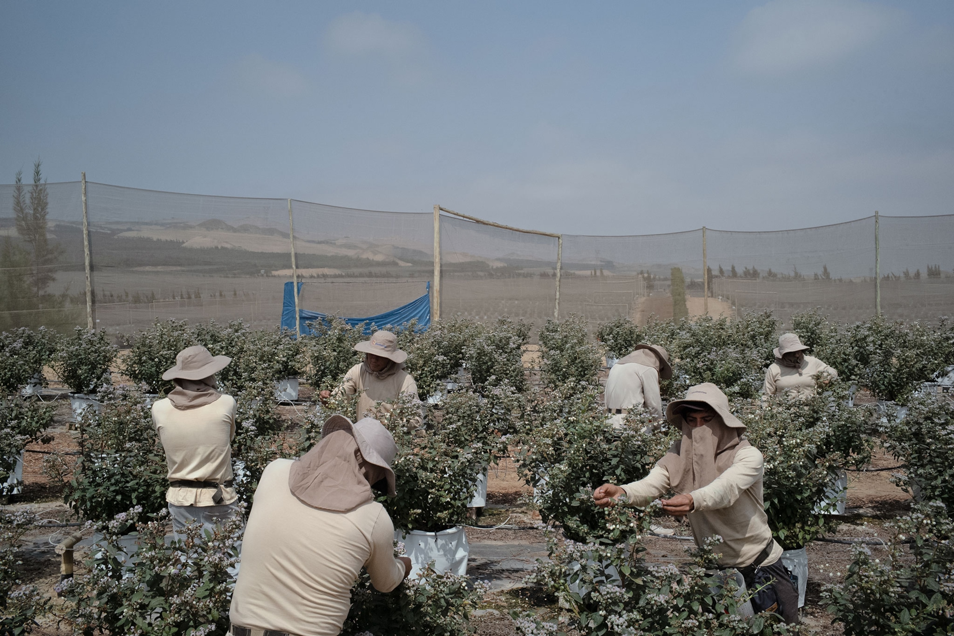 Farmers picking blueberries from a field of blueberry bushes.