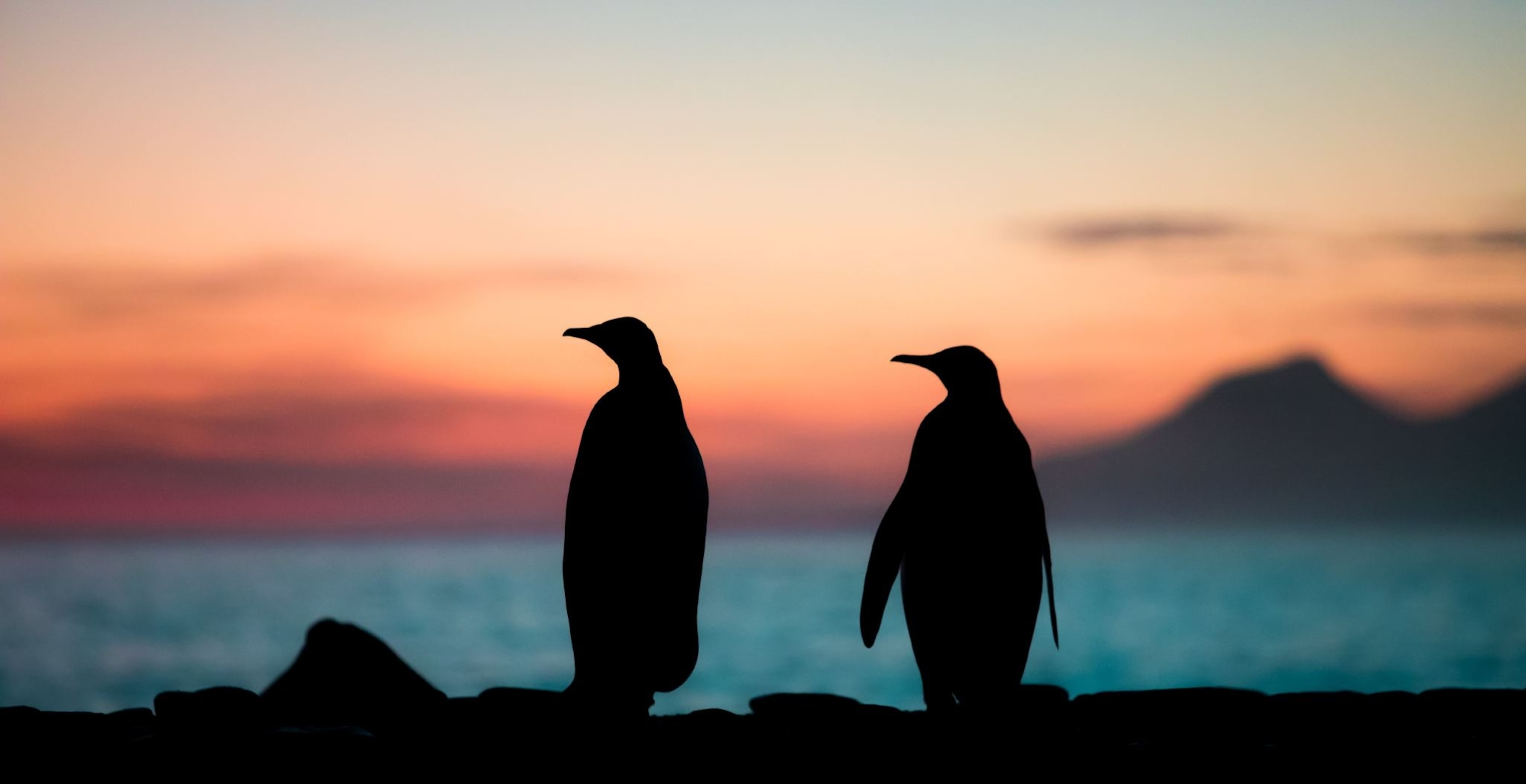 two King penguins at sunrise at St. Andrews Bay, South Georgia Island